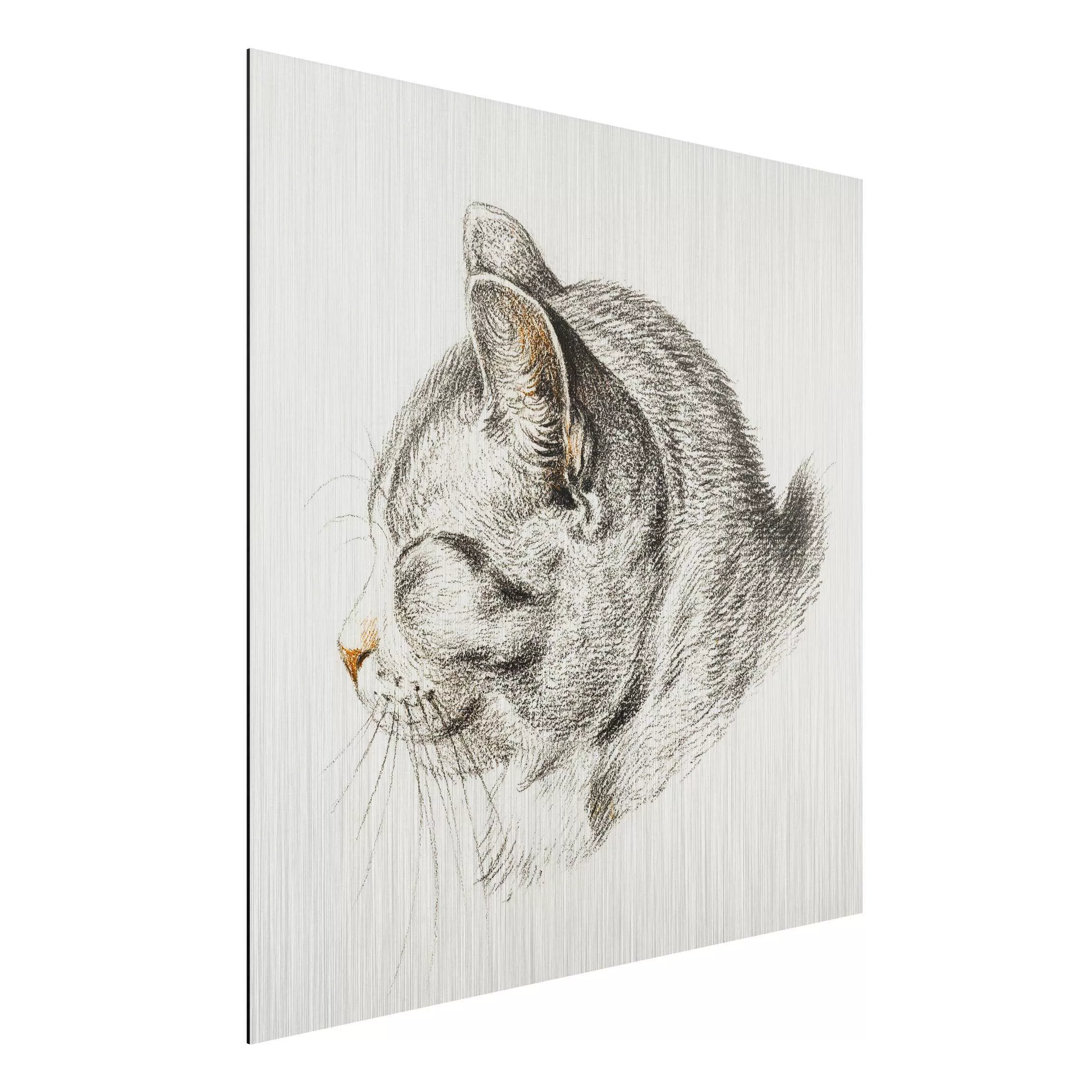 Alu-Dibond Bild Kunstdruck - Quadrat Vintage Zeichnung Katze III günstig online kaufen