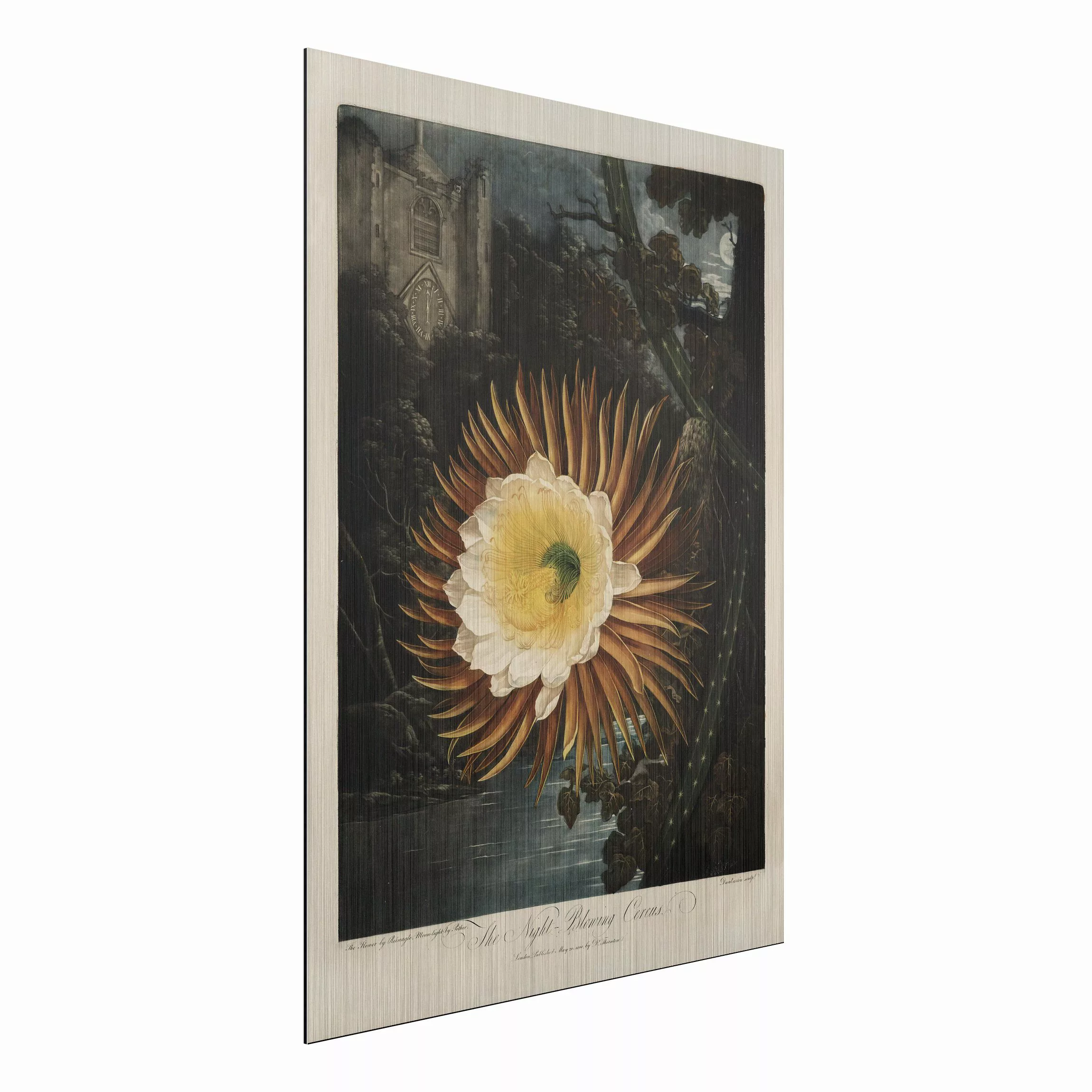 Alu-Dibond Bild Blumen - Hochformat 3:4 Botanik Vintage Illustration Kaktus günstig online kaufen