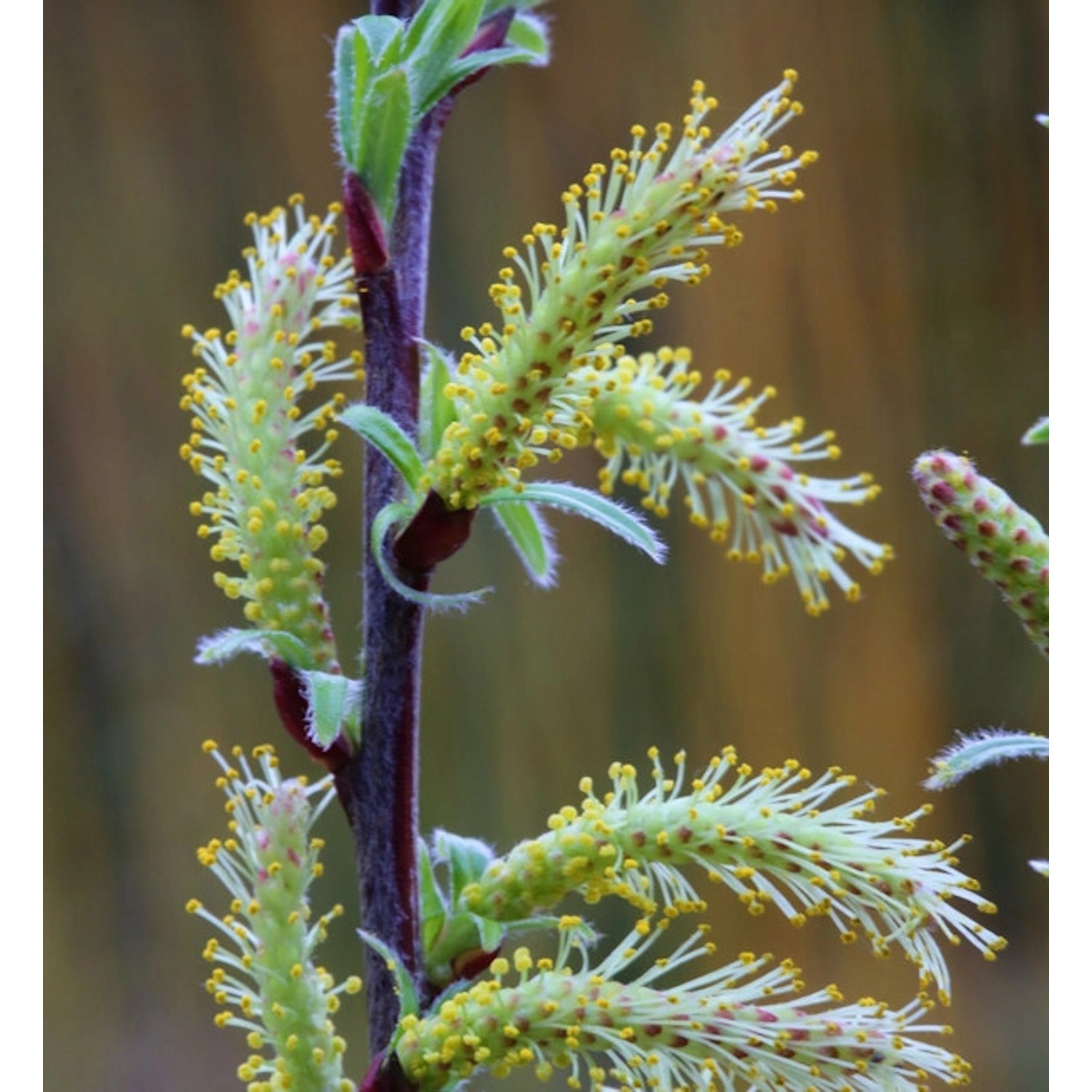 Lavendelweide 100-125cm - Salix rosmarinfolia günstig online kaufen