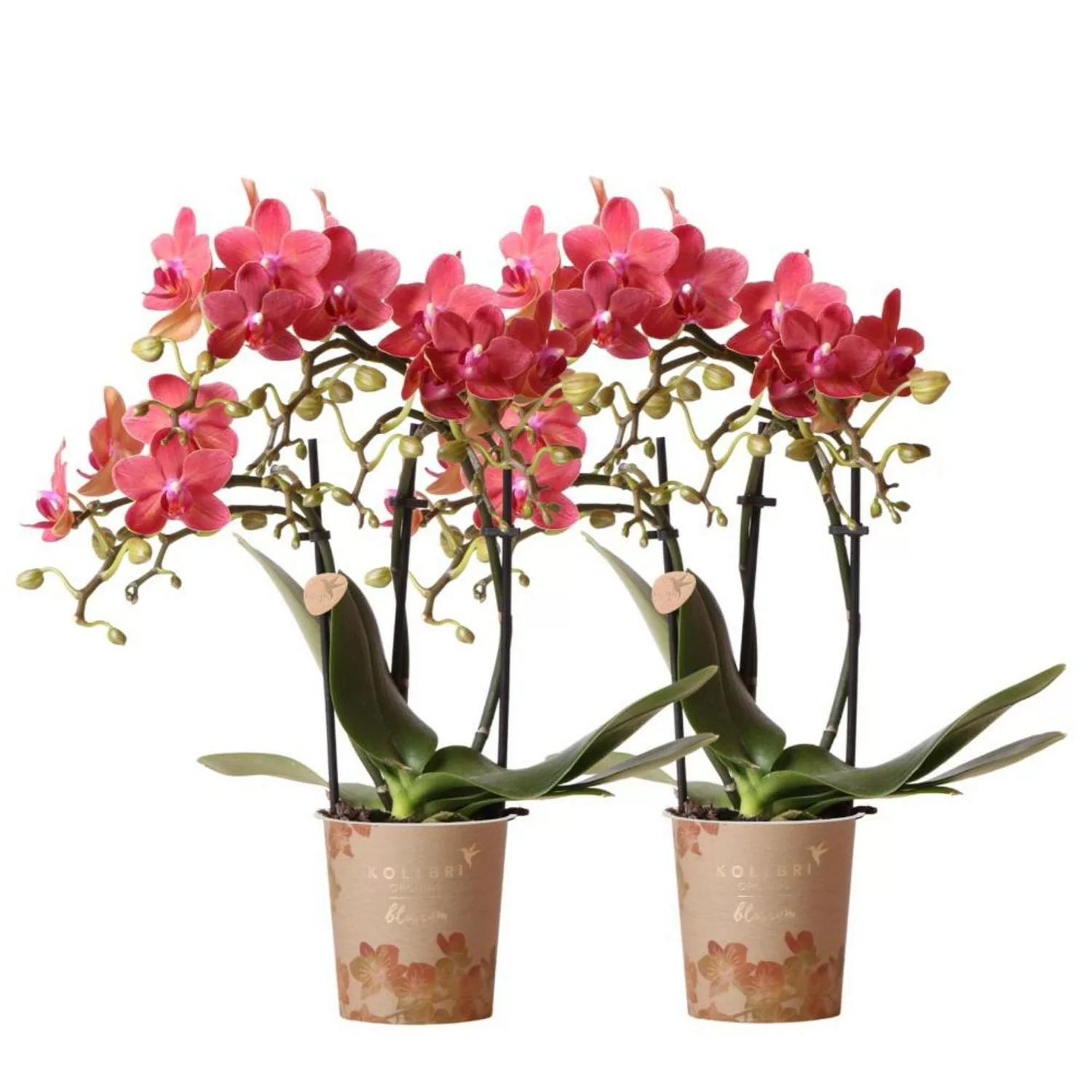 Kolibri Combi Deal von 2 Roten Phalaenopsis Orchideen Kongo Topfgröße 9cm F günstig online kaufen