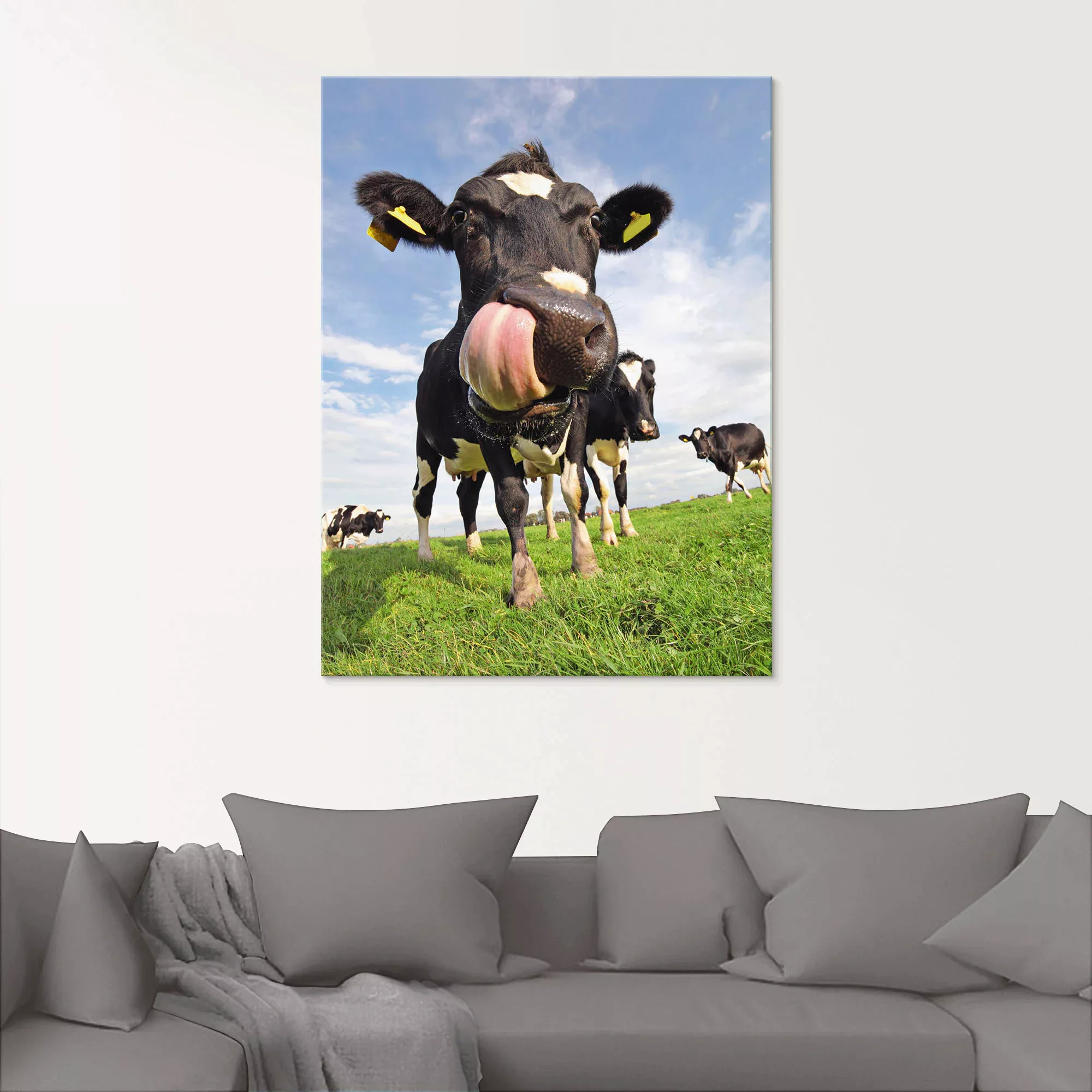 Artland Glasbild "Holstein-Kuh mit gewaltiger Zunge", Haustiere, (1 St.), i günstig online kaufen