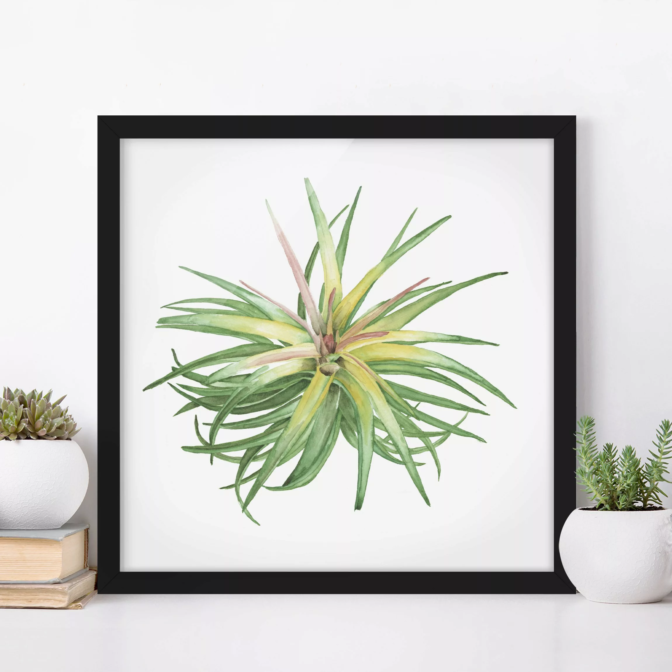 Bild mit Rahmen Blumen - Quadrat Luftpflanze Aquarell III günstig online kaufen
