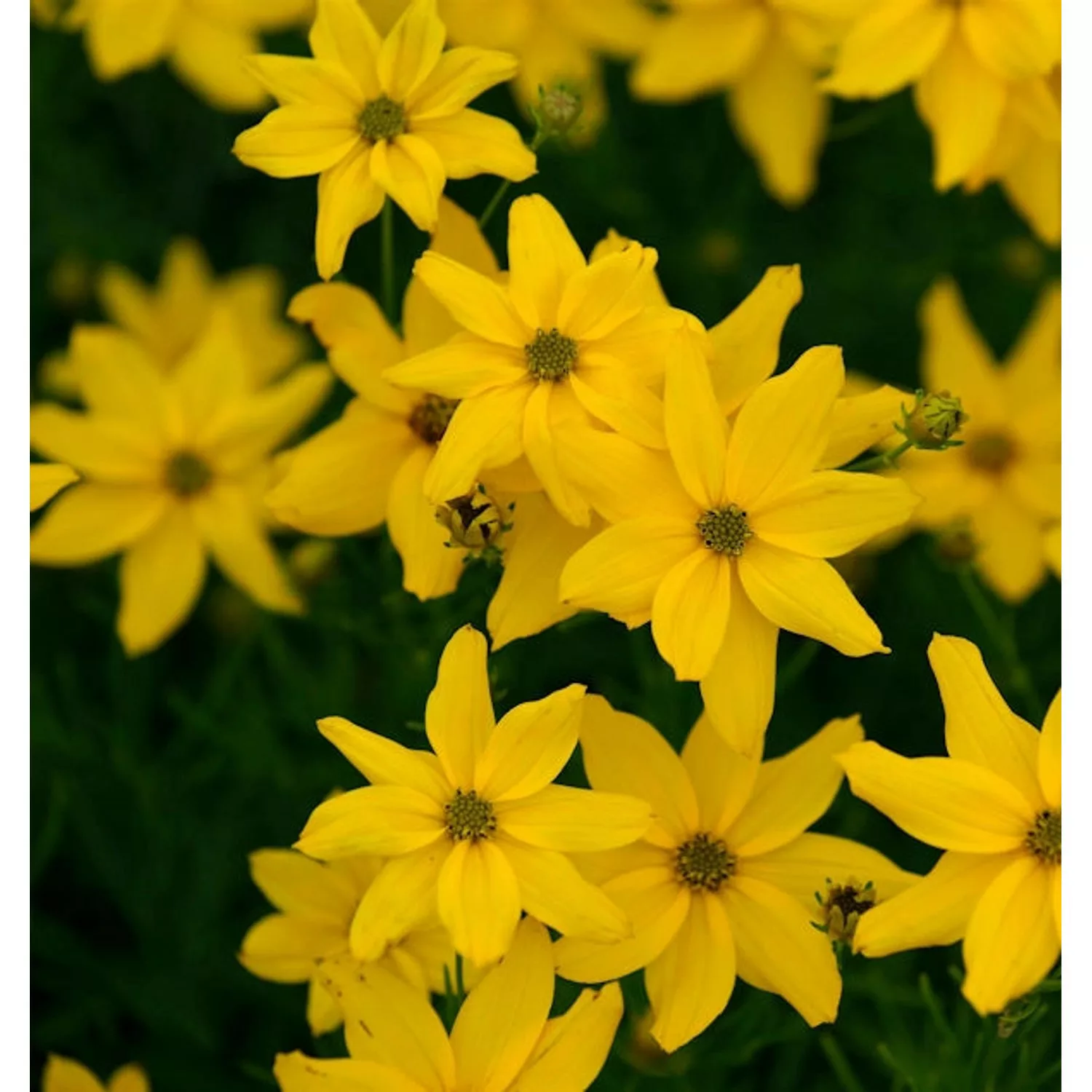 Mädchenauge Grandiflora - Coreopsis verticillata günstig online kaufen