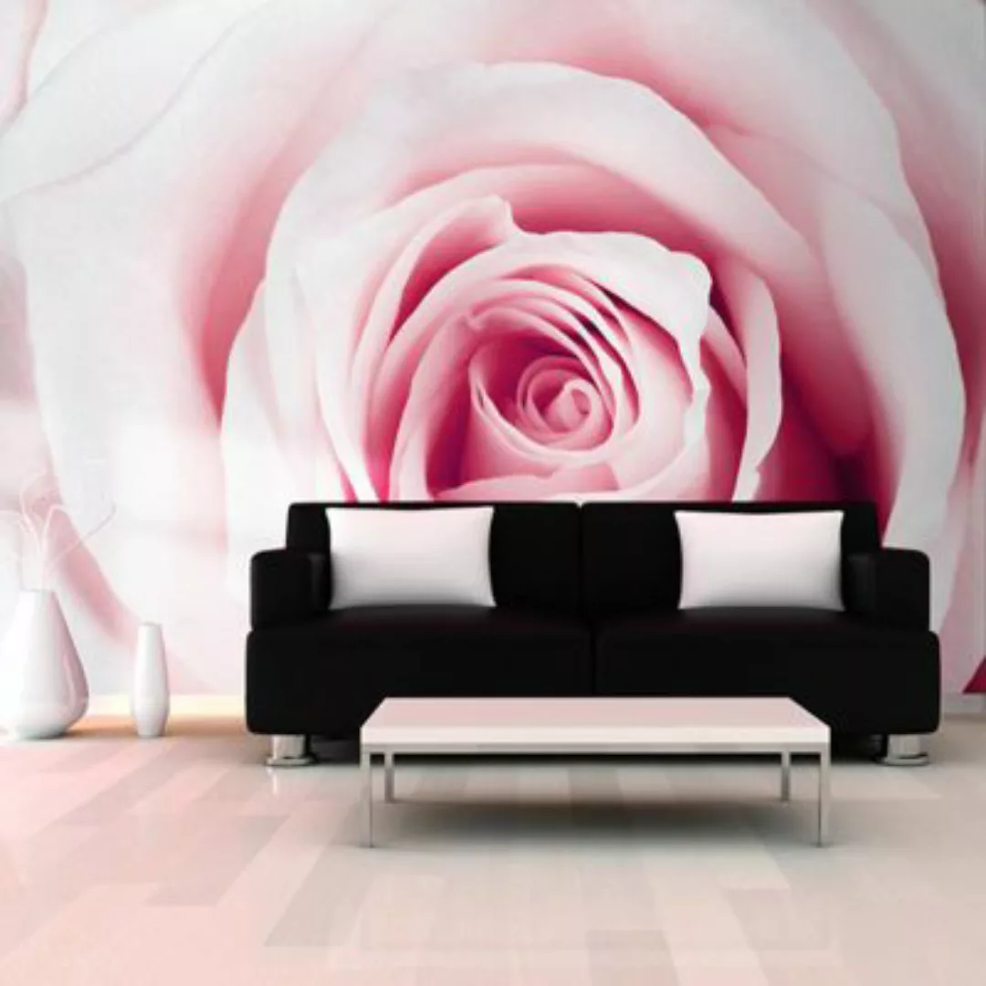 artgeist Fototapete Rose maze rosa Gr. 400 x 280 günstig online kaufen
