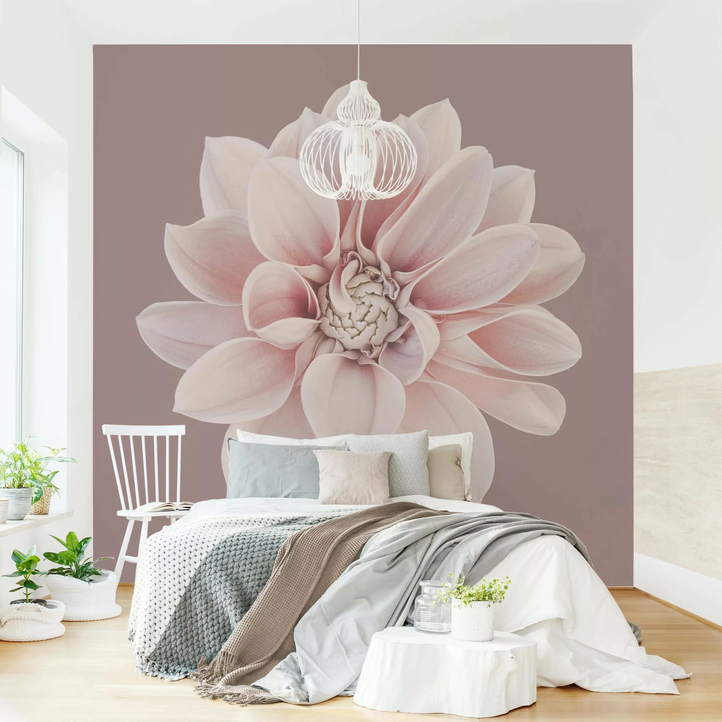 Fototapete Dahlie Blume Lavendel Weiß Rosa günstig online kaufen