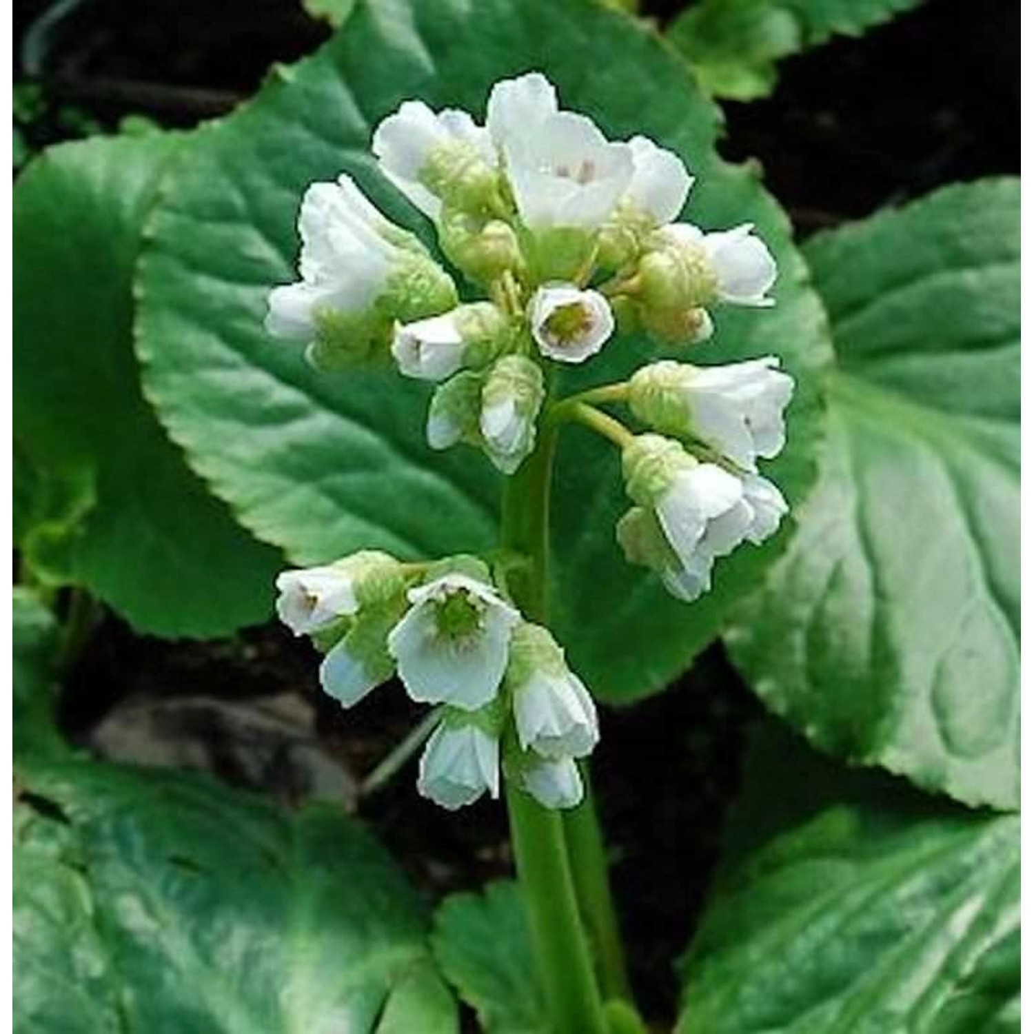 Bergenie Schneekönigin - Bergenia cordifolia günstig online kaufen