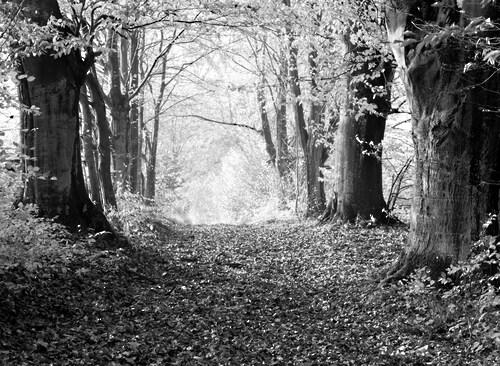 Papermoon Fototapete »Wald Schwarz & Weiß« günstig online kaufen