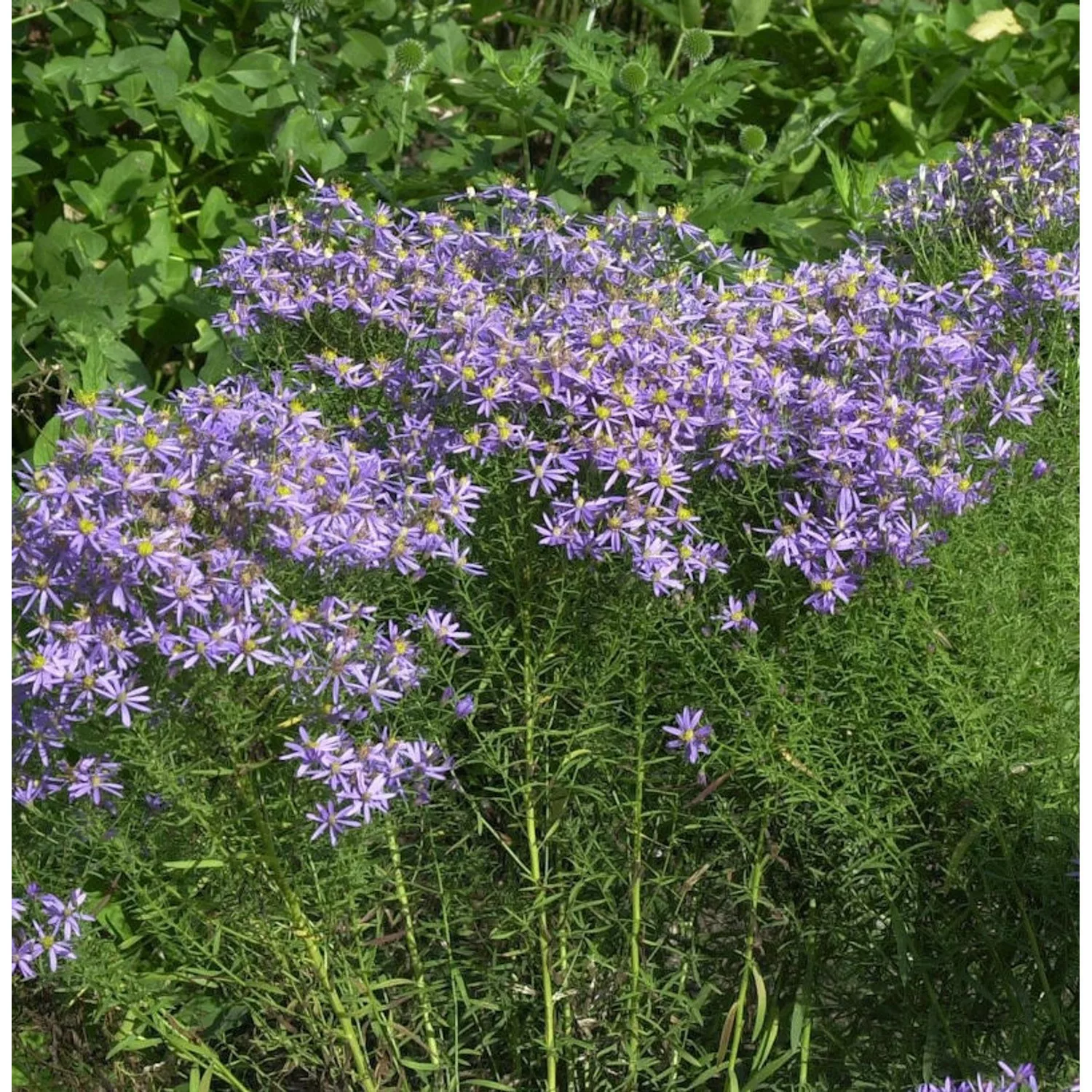 Niedrige Ödlandaster - Aster sedifolius Nanus günstig online kaufen