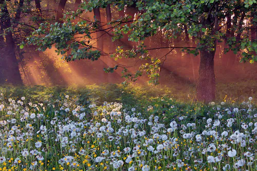 Papermoon Fototapete »LÖWENZAHN-FELD WIESE PUSTEBLUME KRAUT BLUME WALD NEBE günstig online kaufen