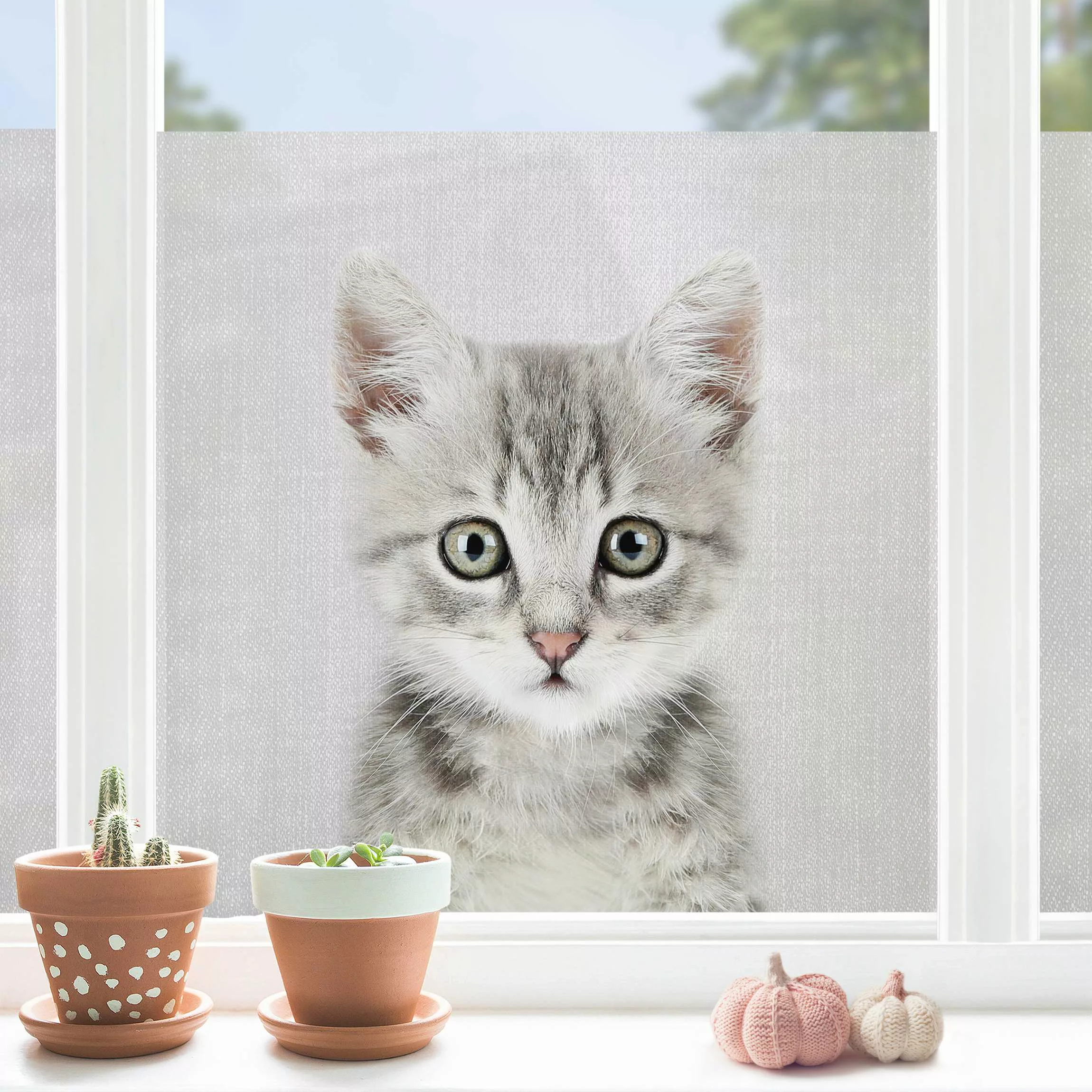 Fensterfolie Baby Katze Killi günstig online kaufen