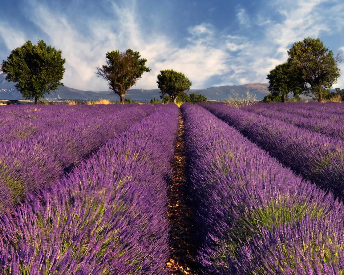 Fototapete "Lavendelnatur" 4,00x2,50 m / Glattvlies Brillant günstig online kaufen