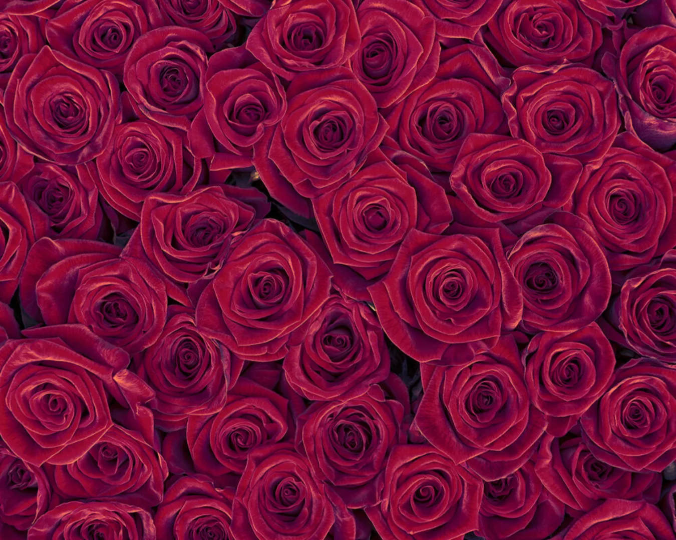 Fototapete "Red Roses" 4,00x2,67 m / Glattvlies Brillant günstig online kaufen