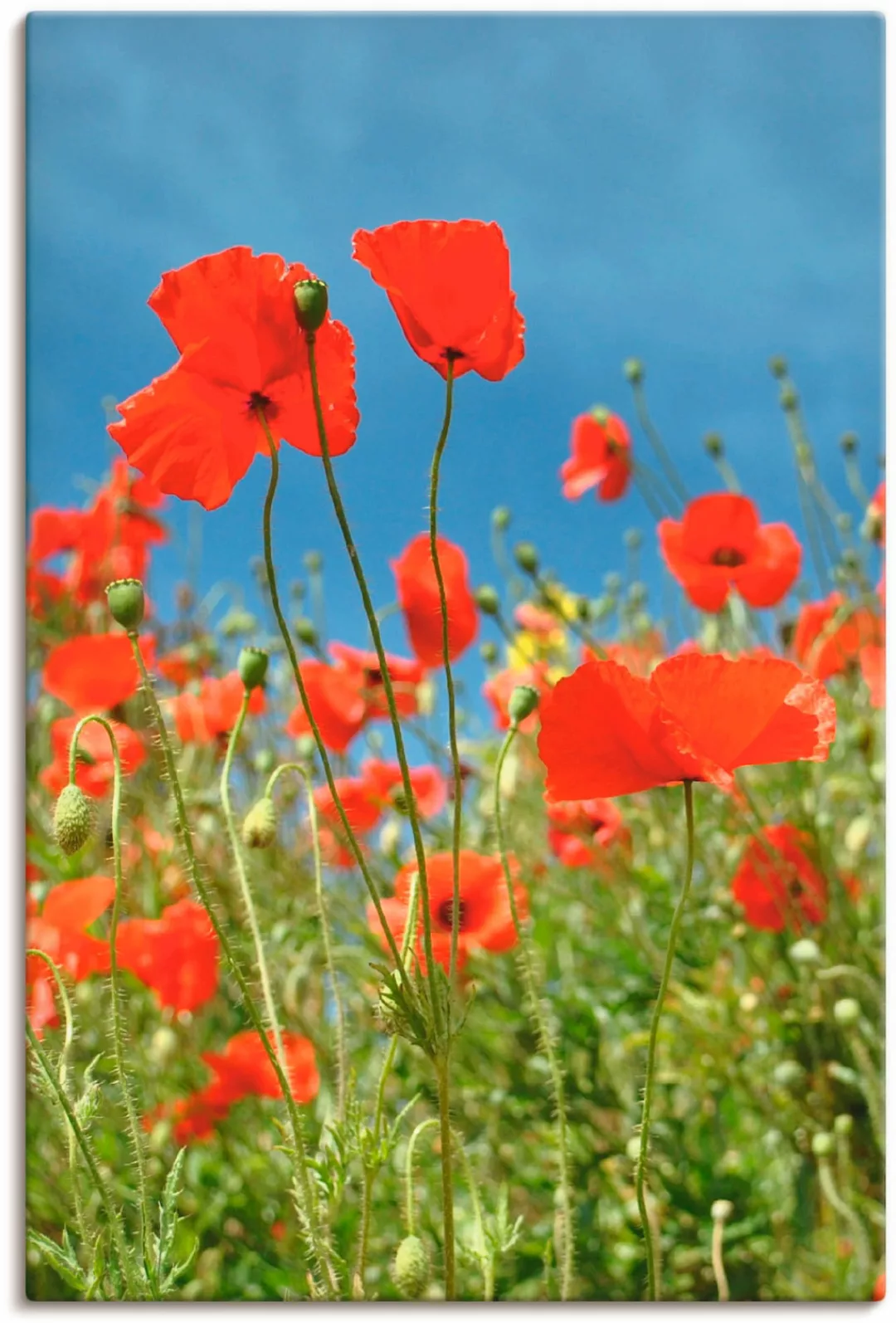 Artland Leinwandbild "Feld mit rotem Klatschmohn", Blumen, (1 St.), auf Kei günstig online kaufen