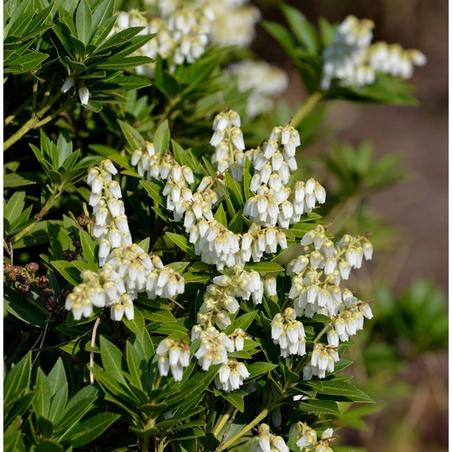 Schattenglöckchen Lavendelheide Prelude 15-20cm - Pieris japonica günstig online kaufen