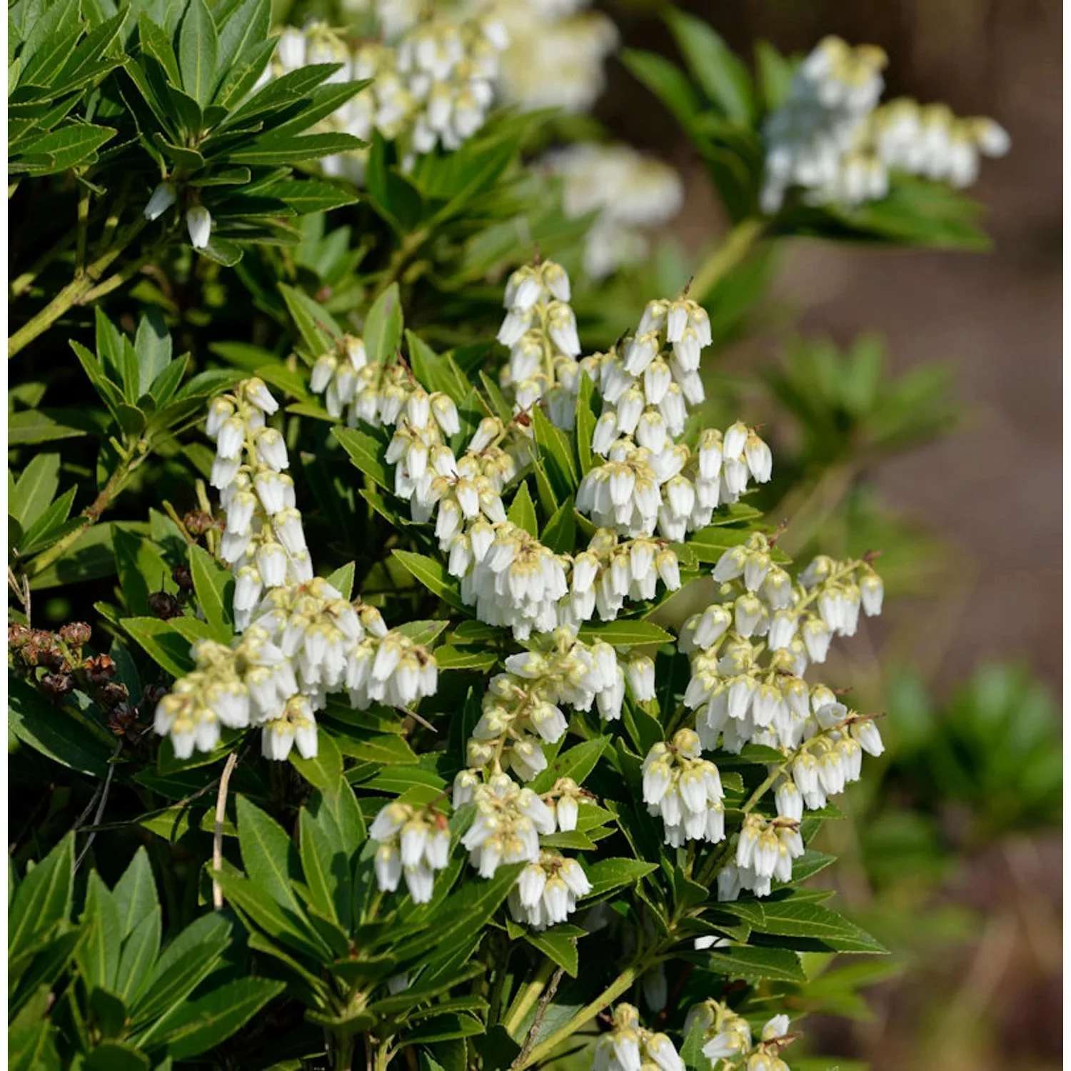 Schattenglöckchen Lavendelheide Prelude 40-50cm - Pieris japonica günstig online kaufen