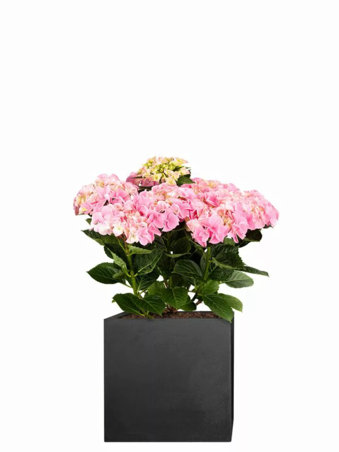 Hortensie (Hydrangea macrophylla) 50 cm - rosa günstig online kaufen