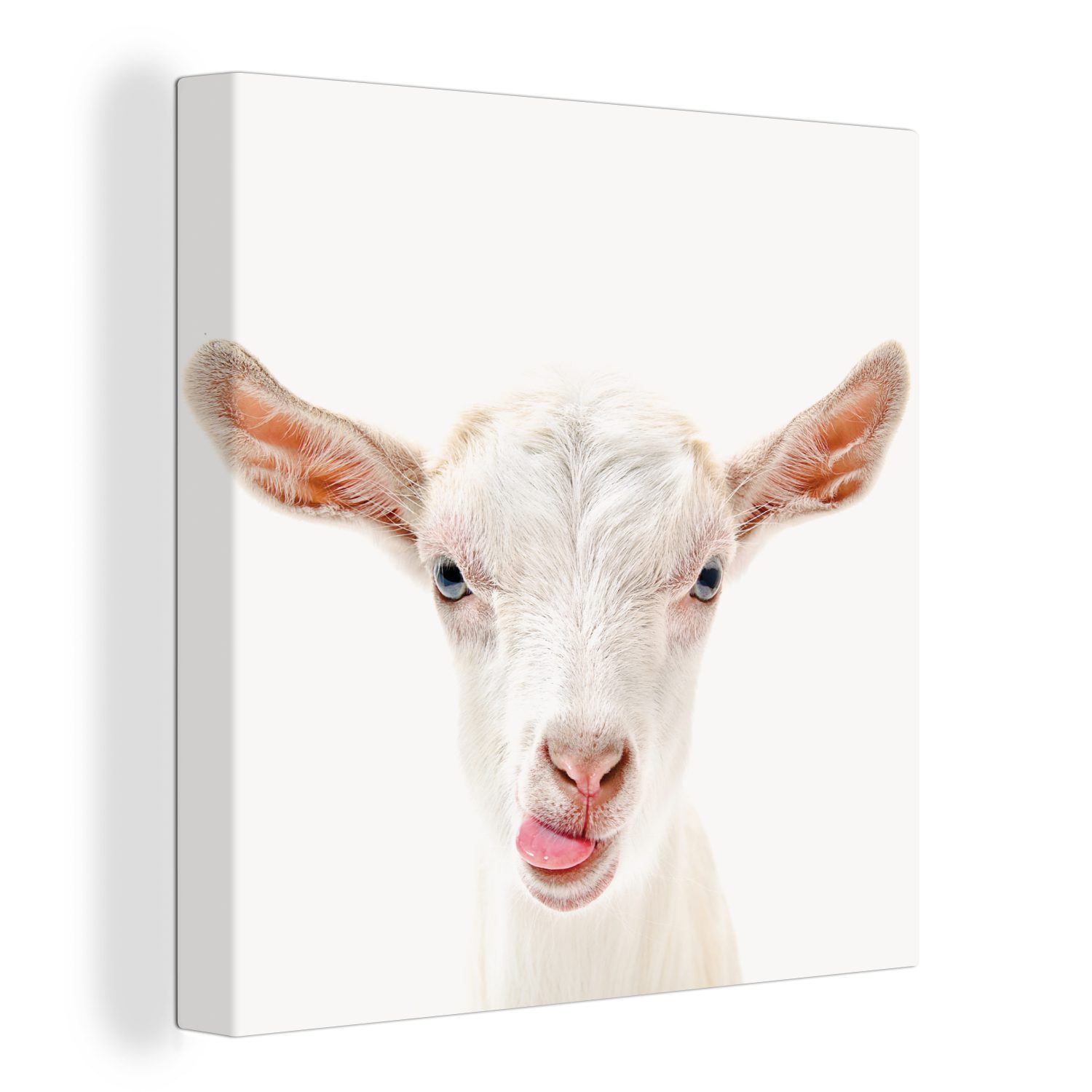 OneMillionCanvasses® Leinwandbild Ziege - Porträt - günstig online kaufen