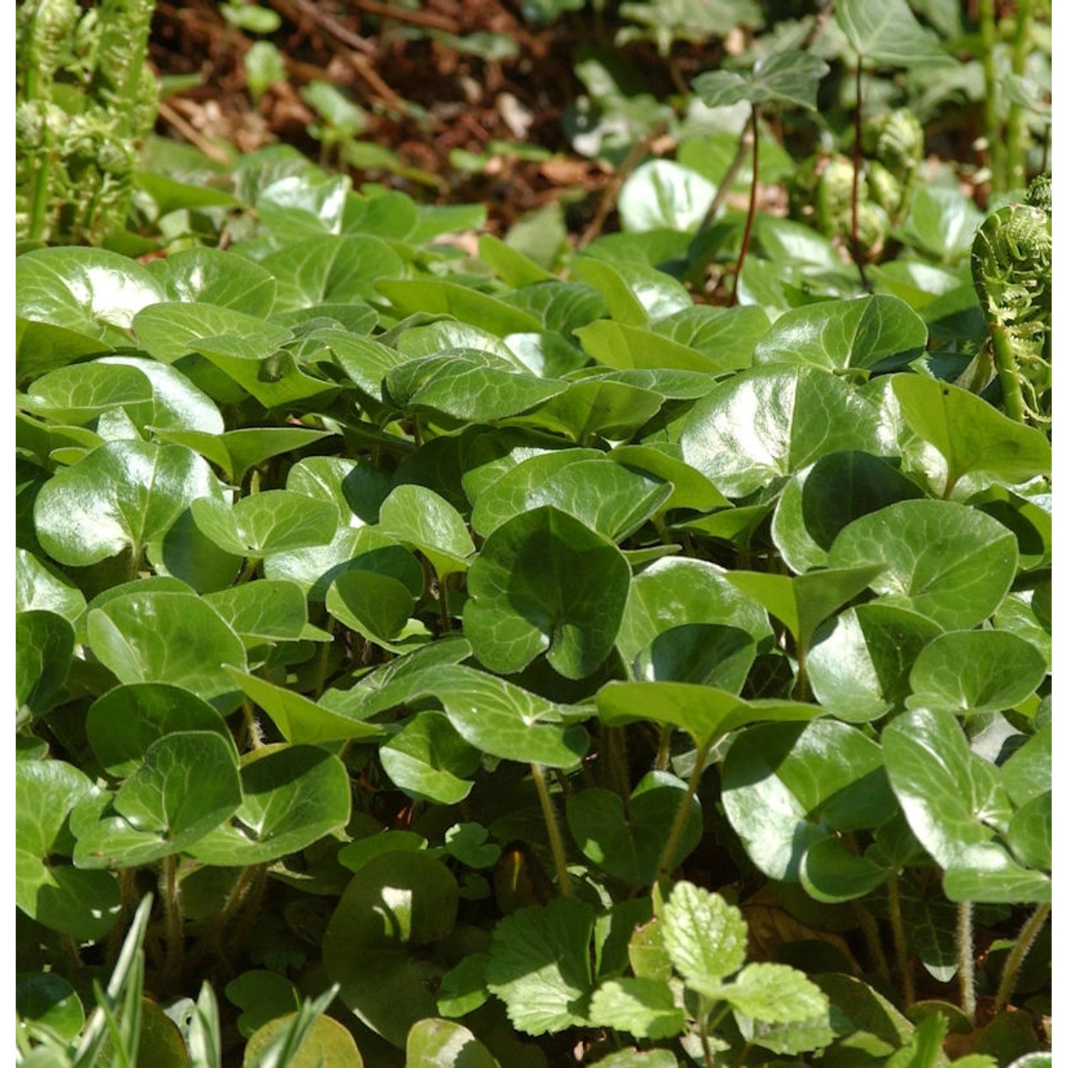 Haselwurz - Asarum europaeum günstig online kaufen