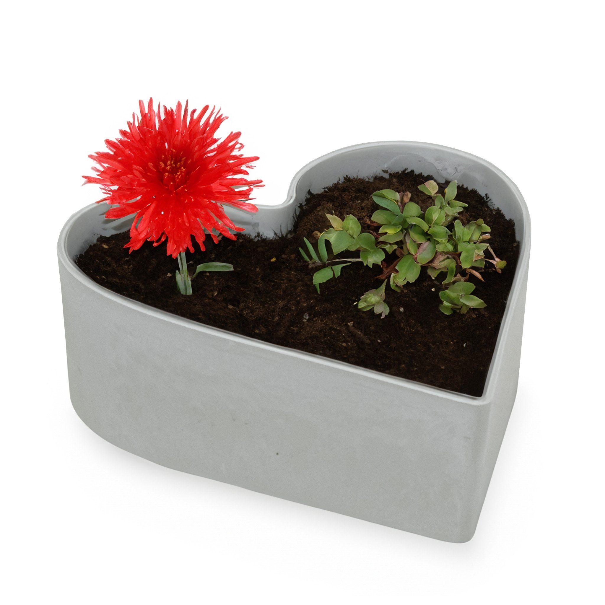 matches21 HOME & HOBBY Blumentopf Herz günstig online kaufen