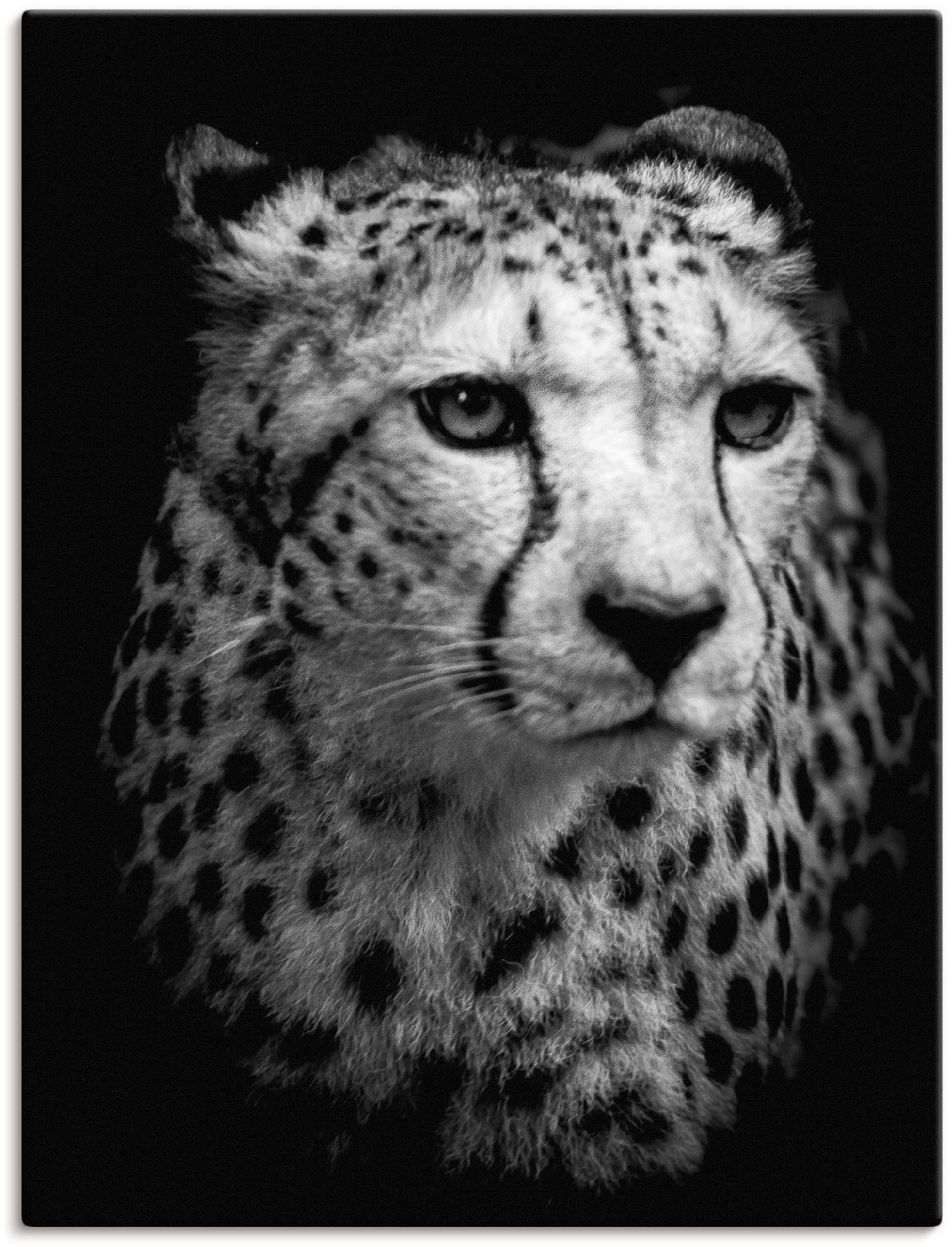 Artland Wandbild »Der Gepard«, Wildtiere, (1 St.), als Alubild, Outdoorbild günstig online kaufen