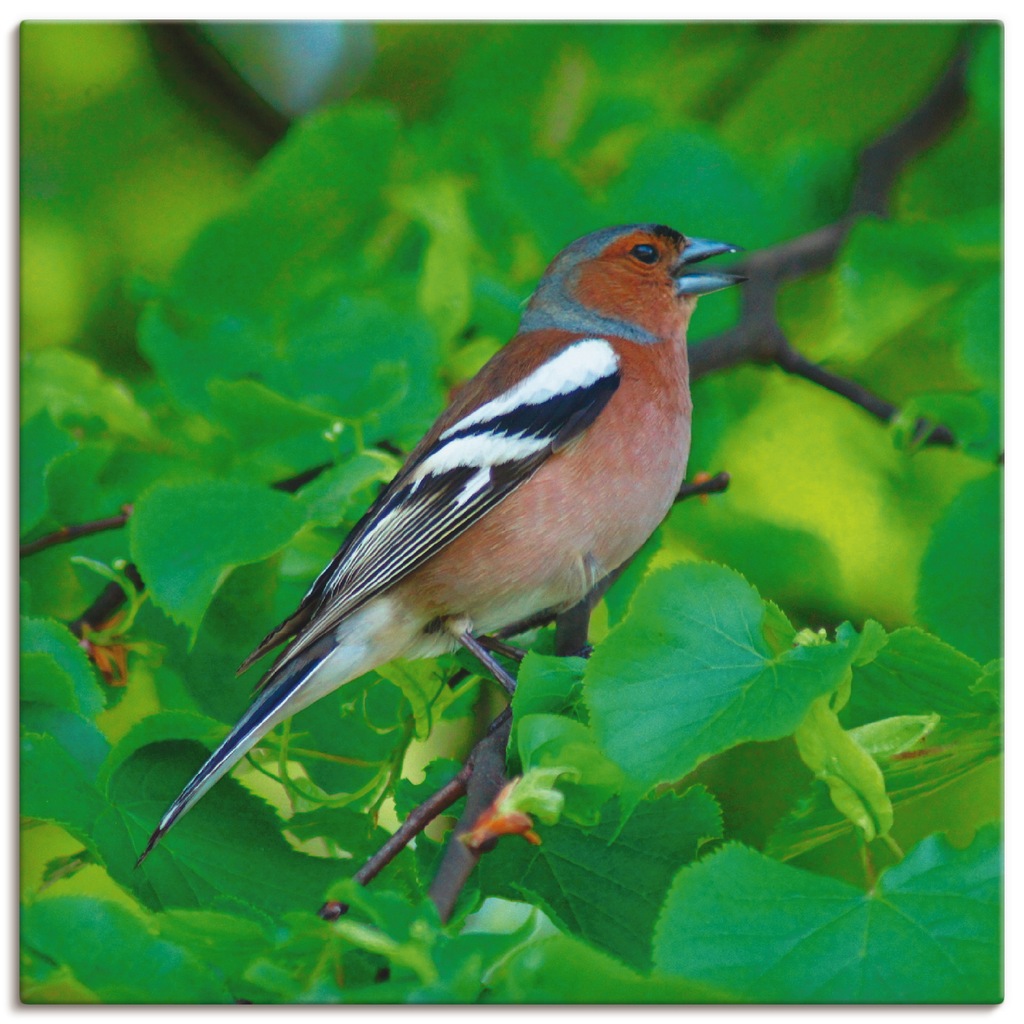 Artland Wandbild "Buchfink Lied", Vögel, (1 St.), als Leinwandbild, Poster günstig online kaufen