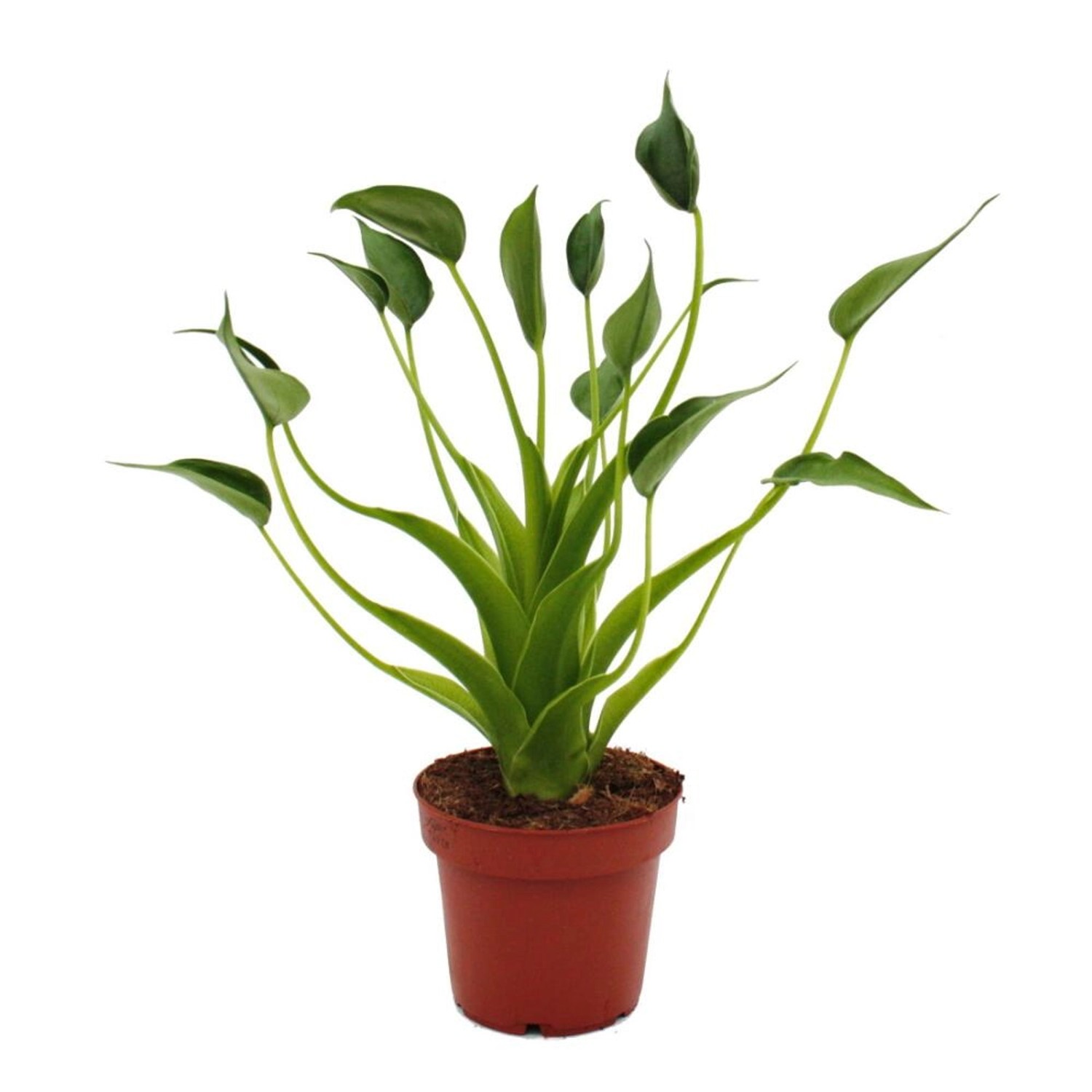 Exotenherz Alocasia Tiny Dancer Pfeilblatt Tropenwurz RARITÄT 12cm Topf günstig online kaufen