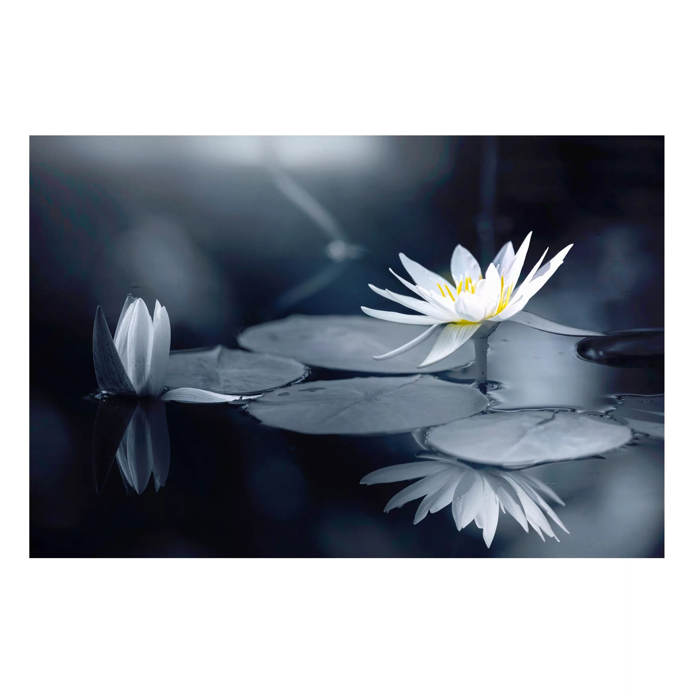 Magnettafel Lotus Spiegelung im Wasser günstig online kaufen
