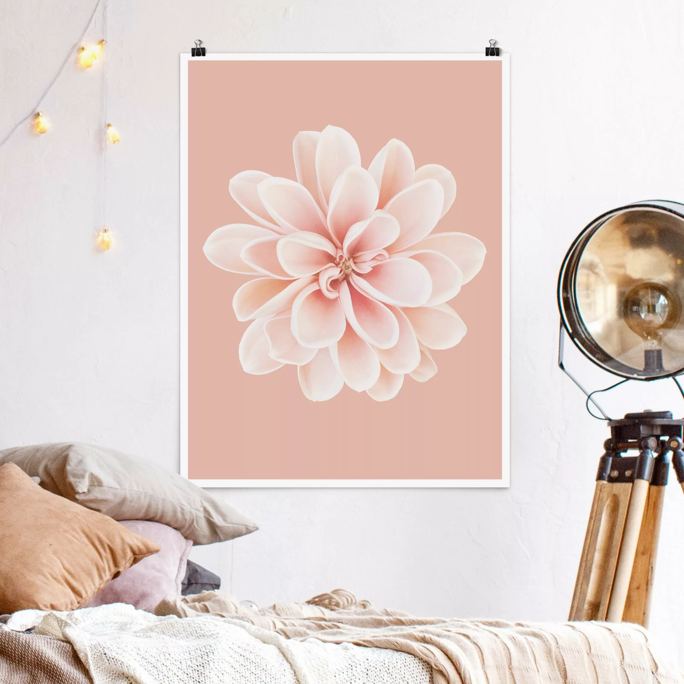 Poster Fotografie Dahlie Rosa Pastell Weiß Zentriert günstig online kaufen