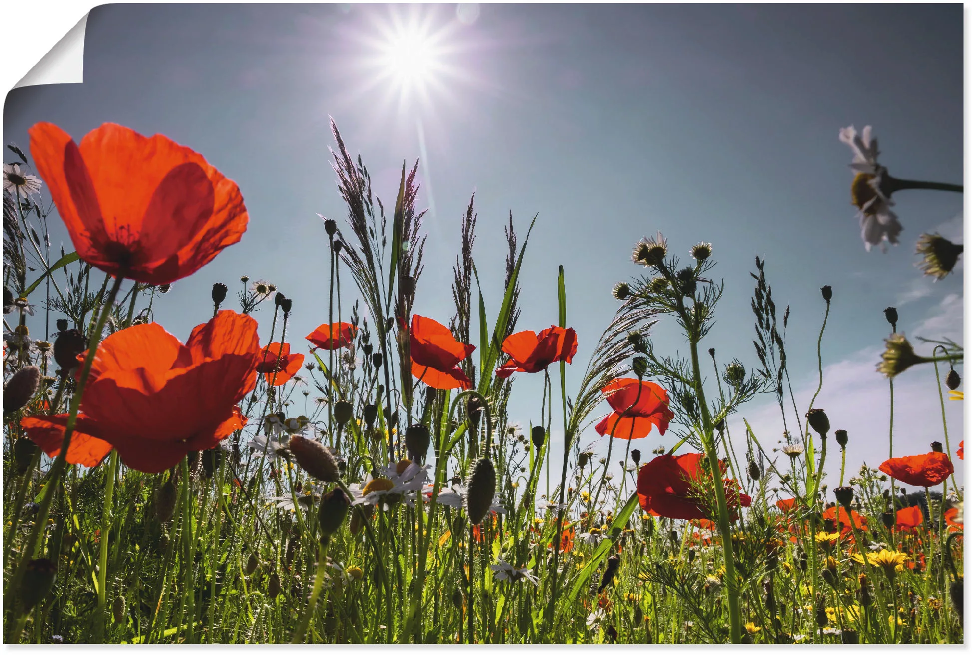 Artland Wandbild »Mohnblumenwiese«, Blumenwiese, (1 St.), als Alubild, Outd günstig online kaufen