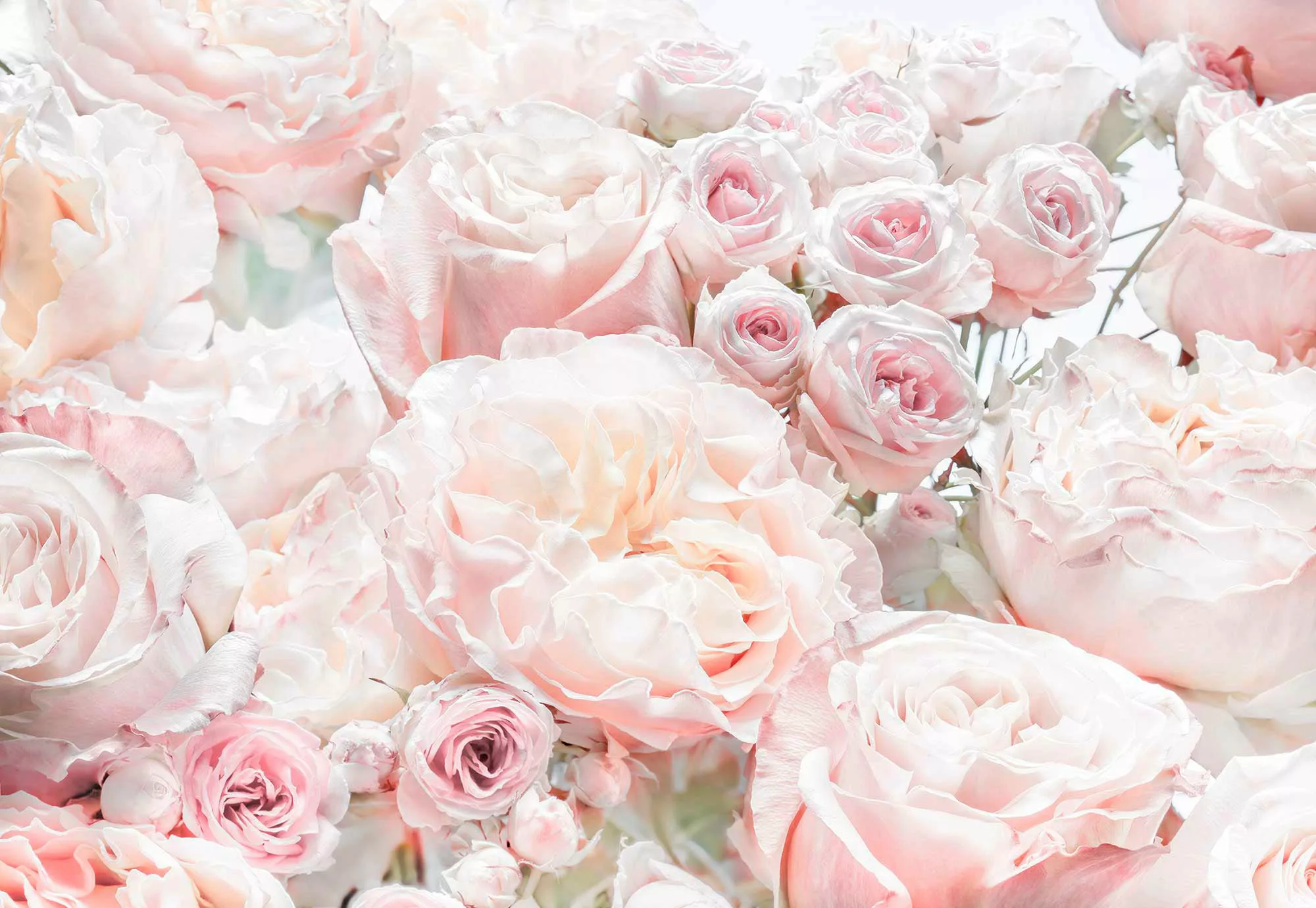 Komar Fototapete Spring Roses  368 x 254 cm günstig online kaufen