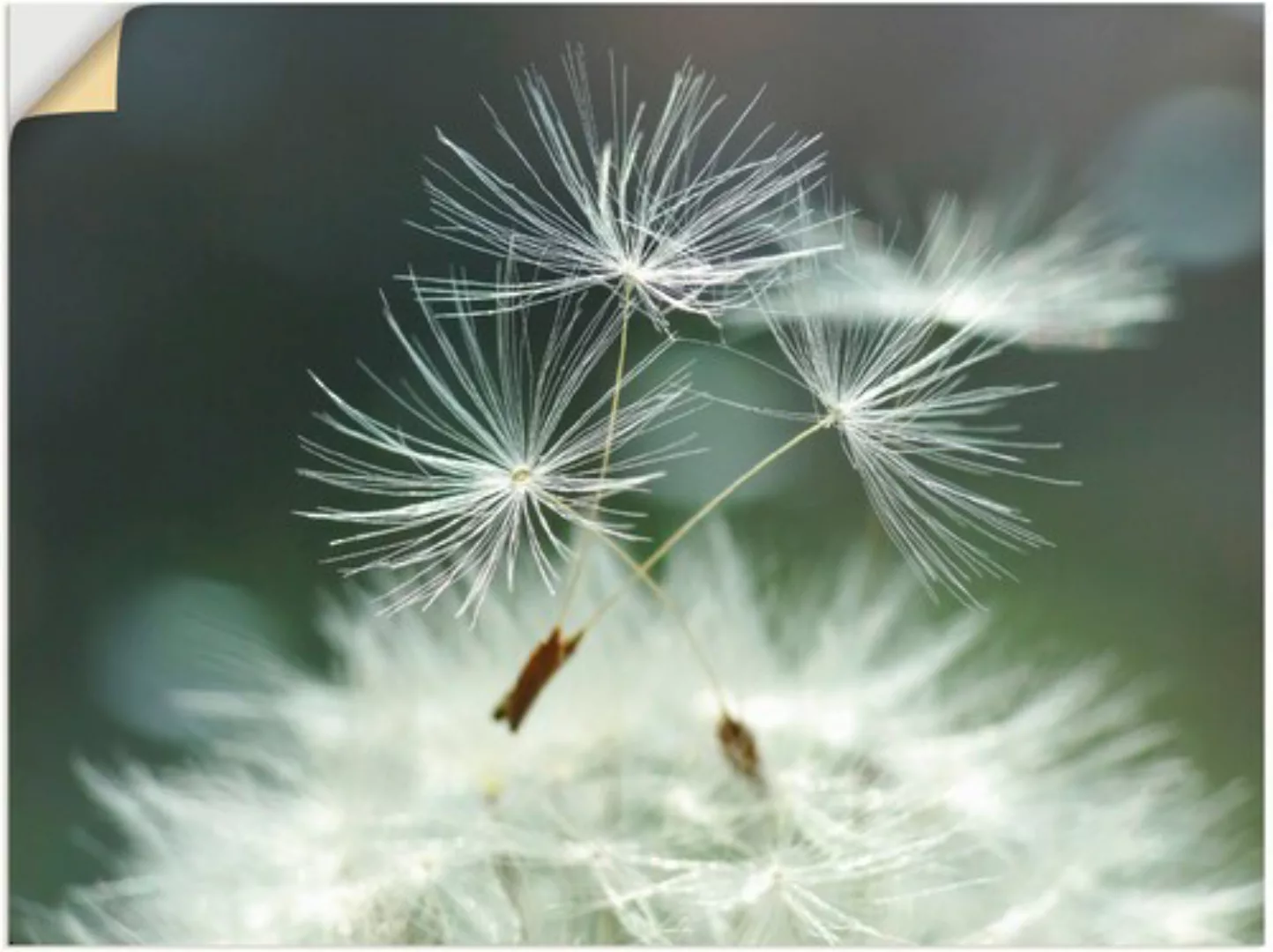 Artland Wandbild "Pusteblume Facility", Blumen, (1 St.), als Alubild, Outdo günstig online kaufen