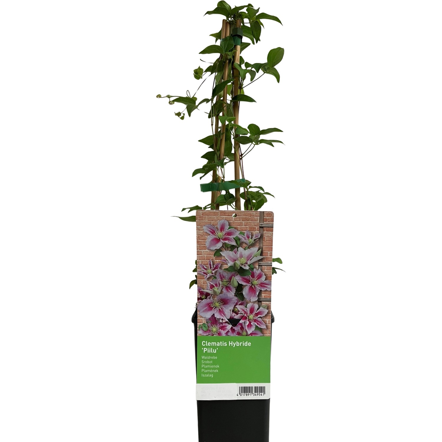 Waldrebe Piilu Rosa-Violett ca. 40 - 60 cm Topf-Ø ca. 17 cm Clematis Hybrid günstig online kaufen