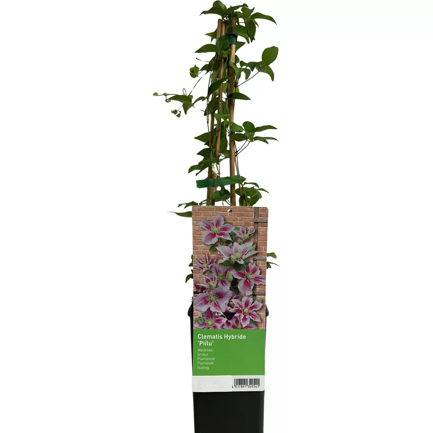 Waldrebe Piilu Rosa-Violett ca. 40 - 60 cm Topf-Ø ca. 17 cm Clematis Hybrid günstig online kaufen