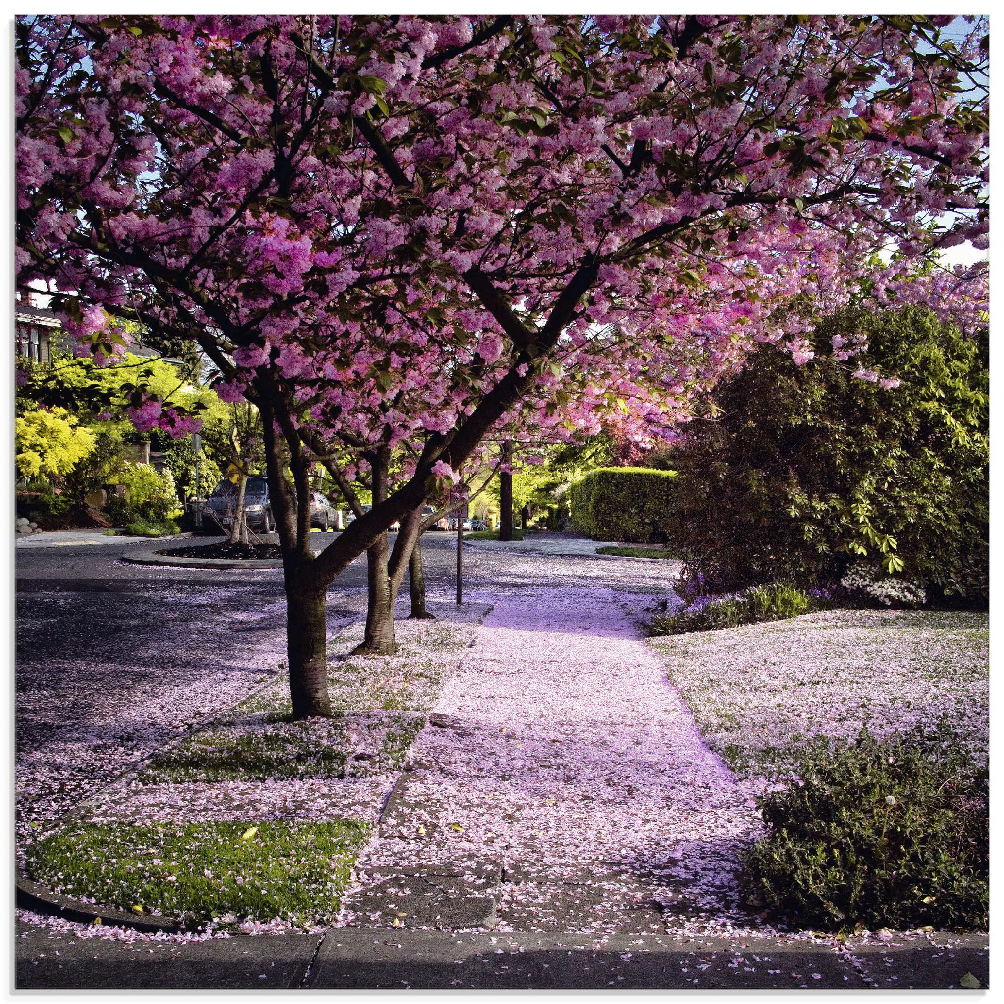 Artland Glasbild "Fallende Blütenblätter", Bäume, (1 St.), in verschiedenen günstig online kaufen