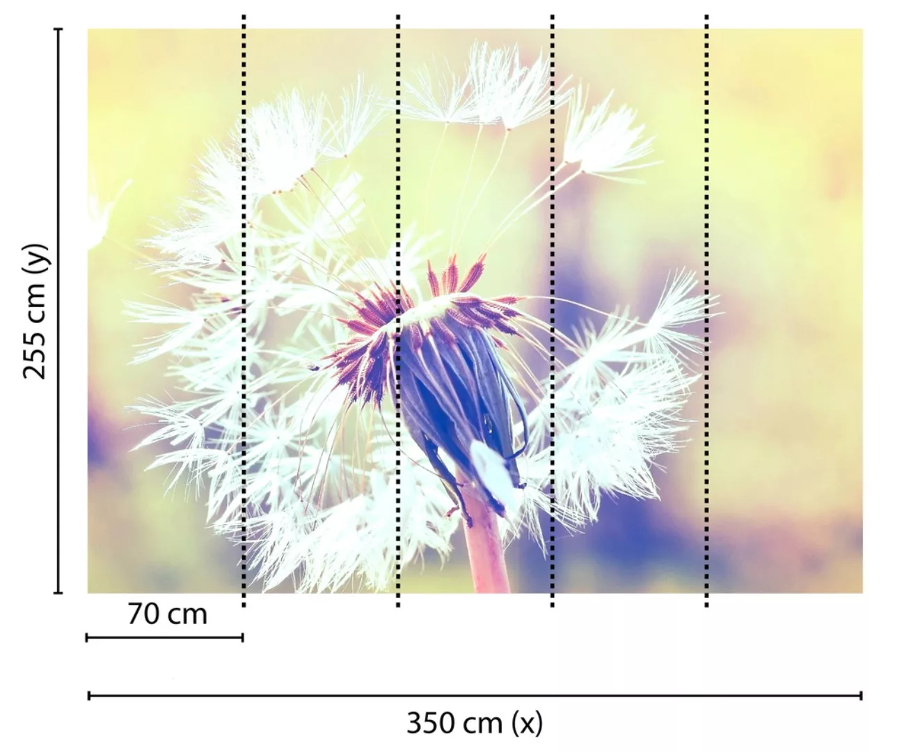 Fototapete Blumen Pusteblume Gelb Blau 3,50 m x 2,55 m FSC® günstig online kaufen