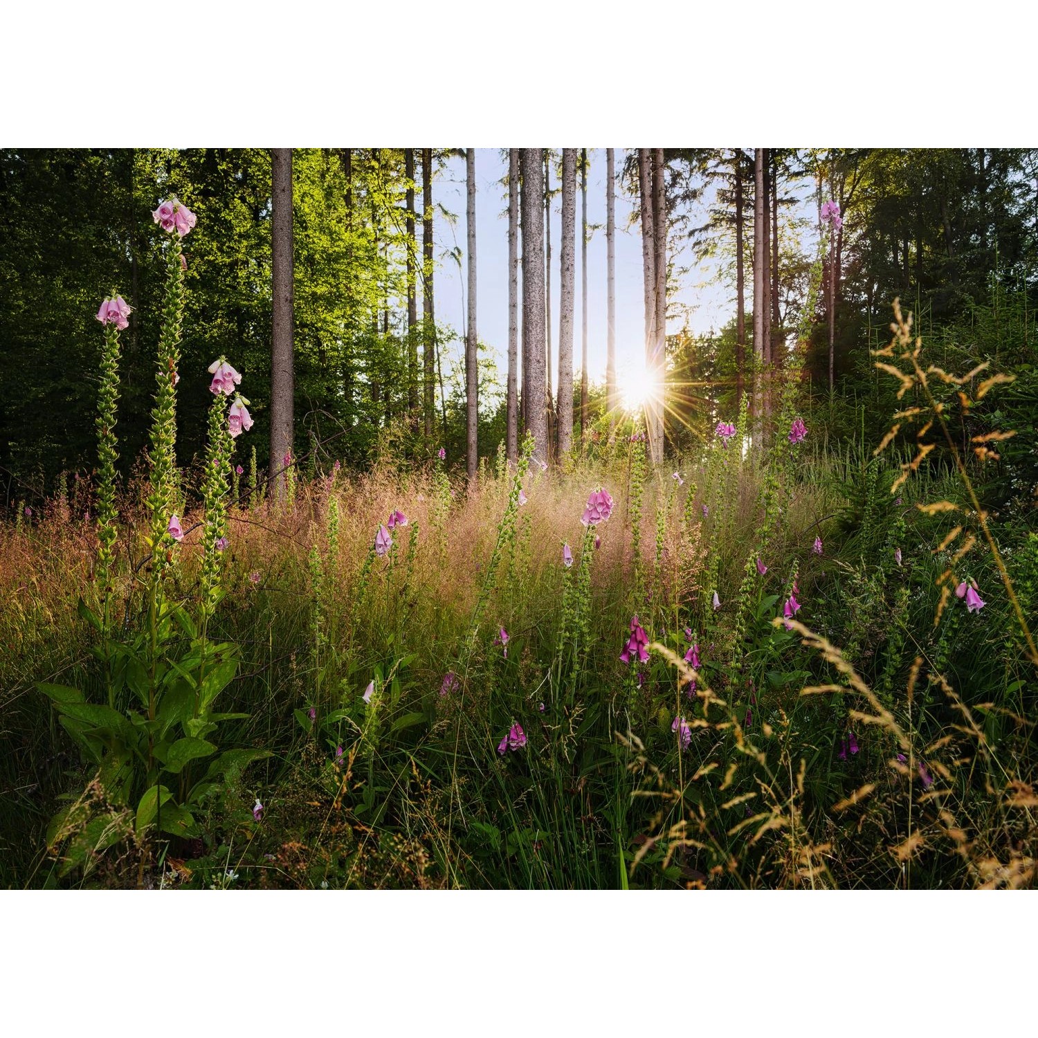 Komar Fototapete Summer Glade Grün 350 x 250 cm 611634 günstig online kaufen