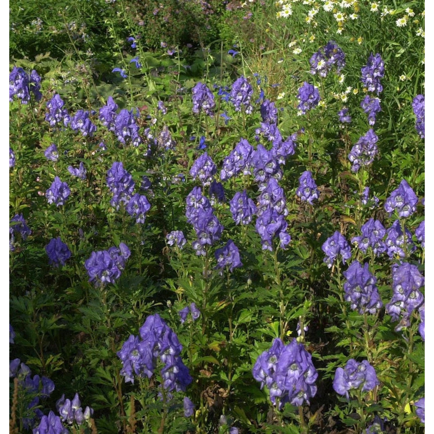 Eisenhut Blue Lagoon - Aconitum cammarum günstig online kaufen