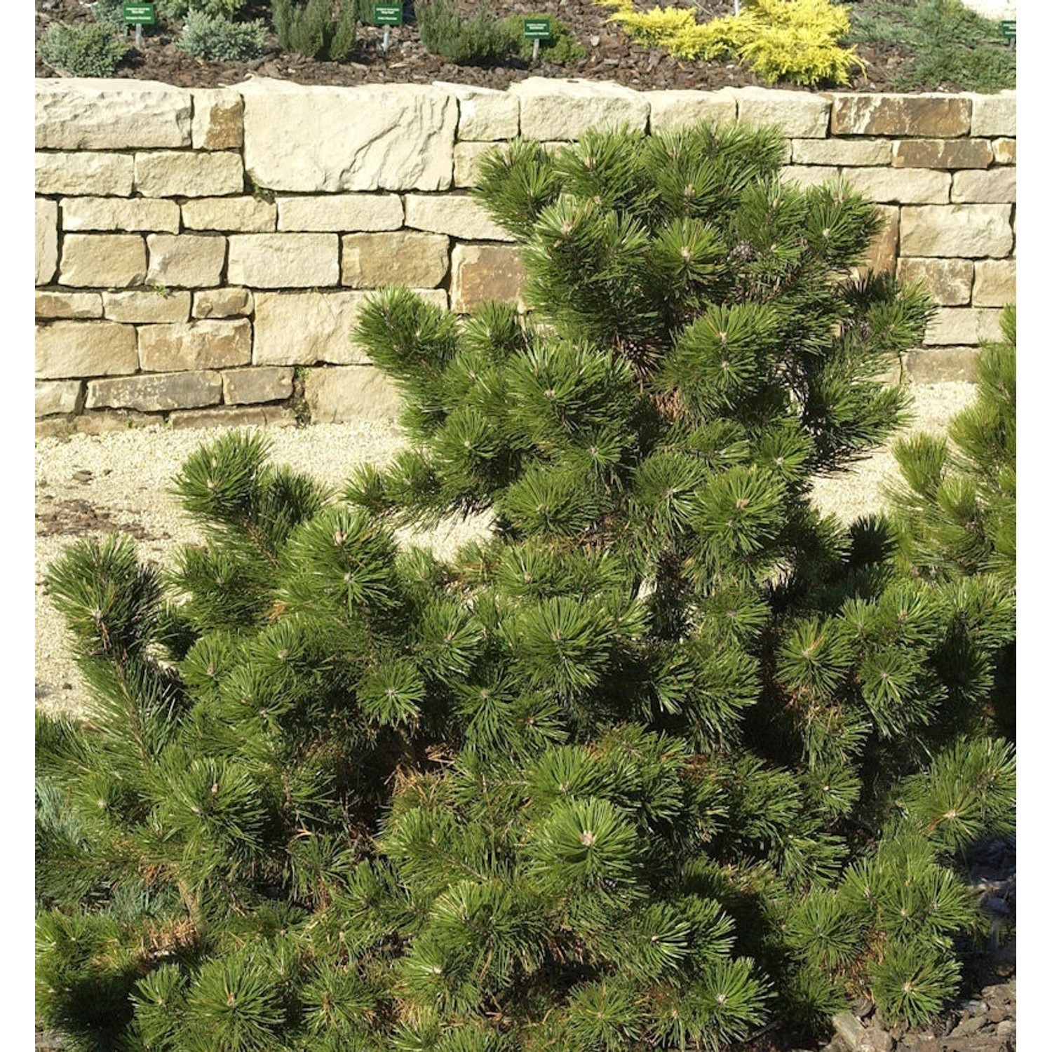 Strauchkiefer Gnom 70-80cm - Pinus mugo günstig online kaufen