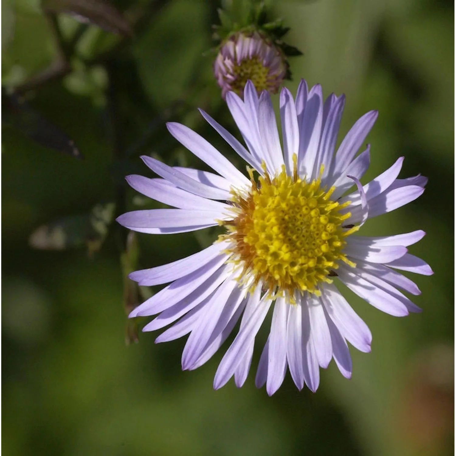 Herbstaster Ezo Murasaki - Aster ageratoides günstig online kaufen