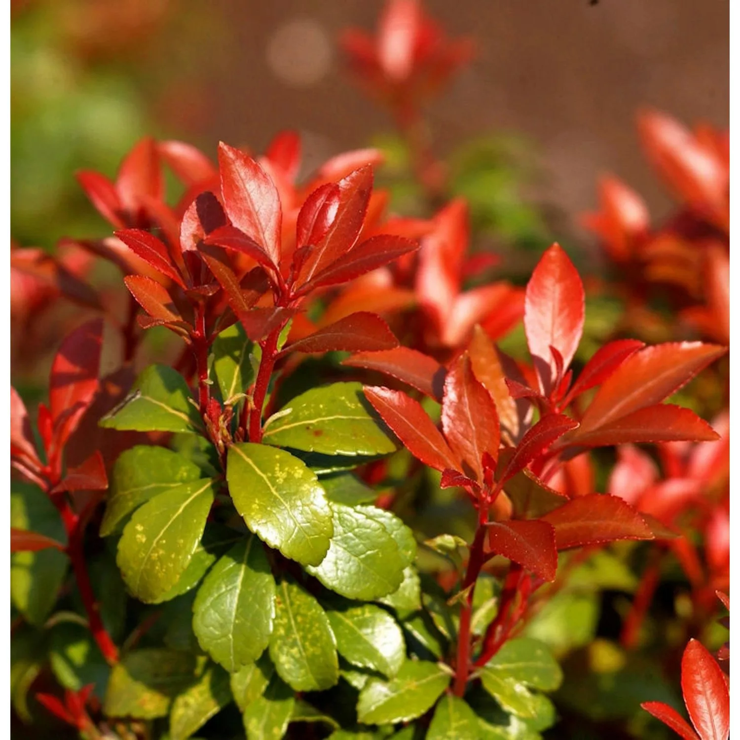 Schattenglöckchen Lavendelheide Little Heath Green 20-25cm - Pieris japonic günstig online kaufen
