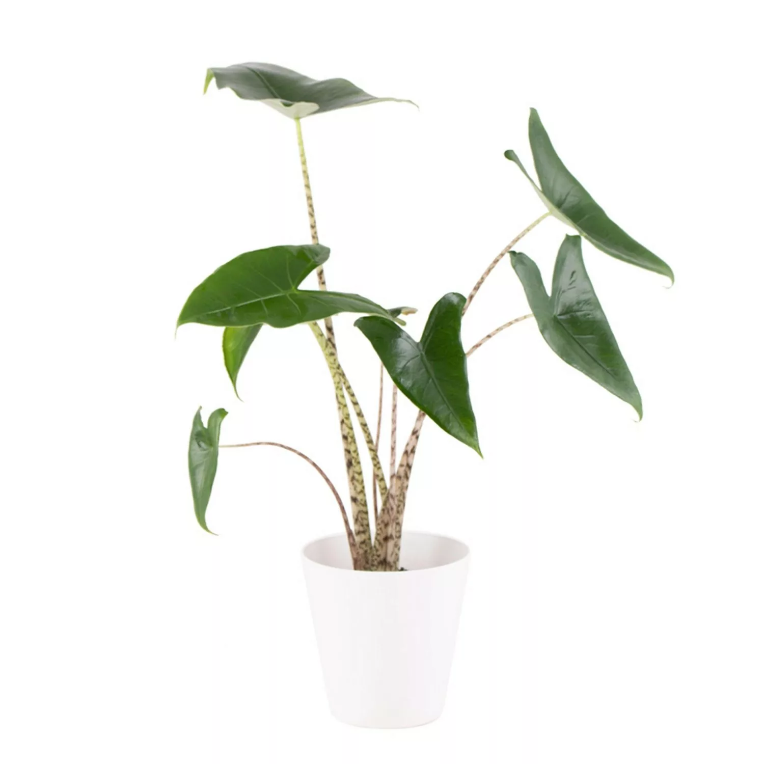 Alocasia Zebrina Gratis Topf Zimmerpflanze Höhe ca. 50 cm Topf-ø 14 cm Elef günstig online kaufen