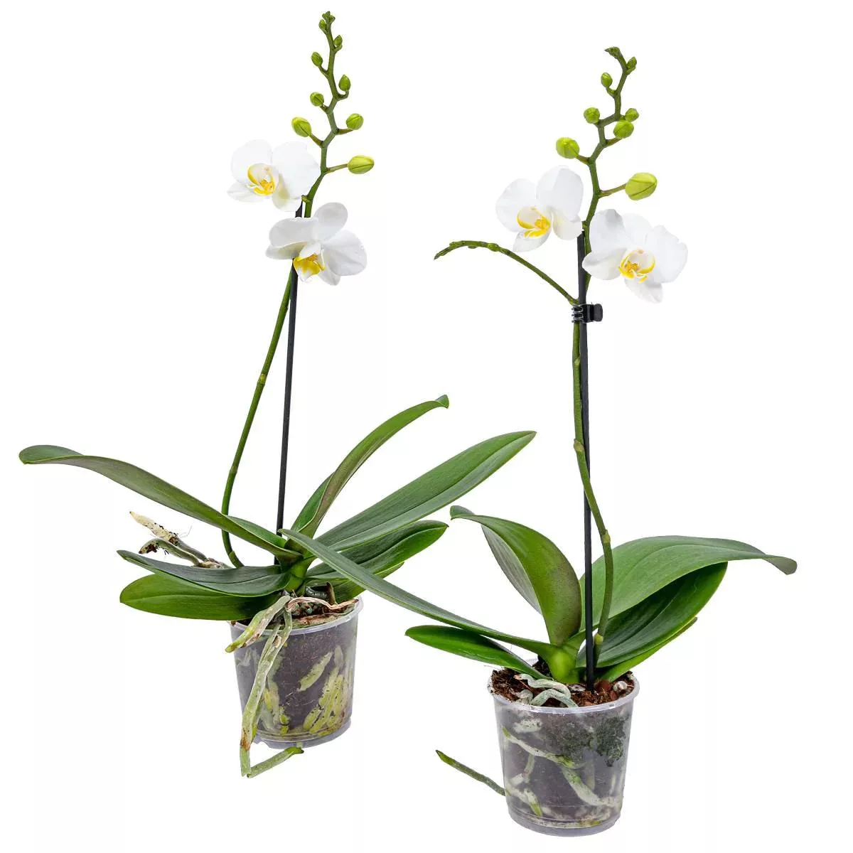 Casa Caron | Set mit 2 Schmetterlingsorchideen günstig online kaufen