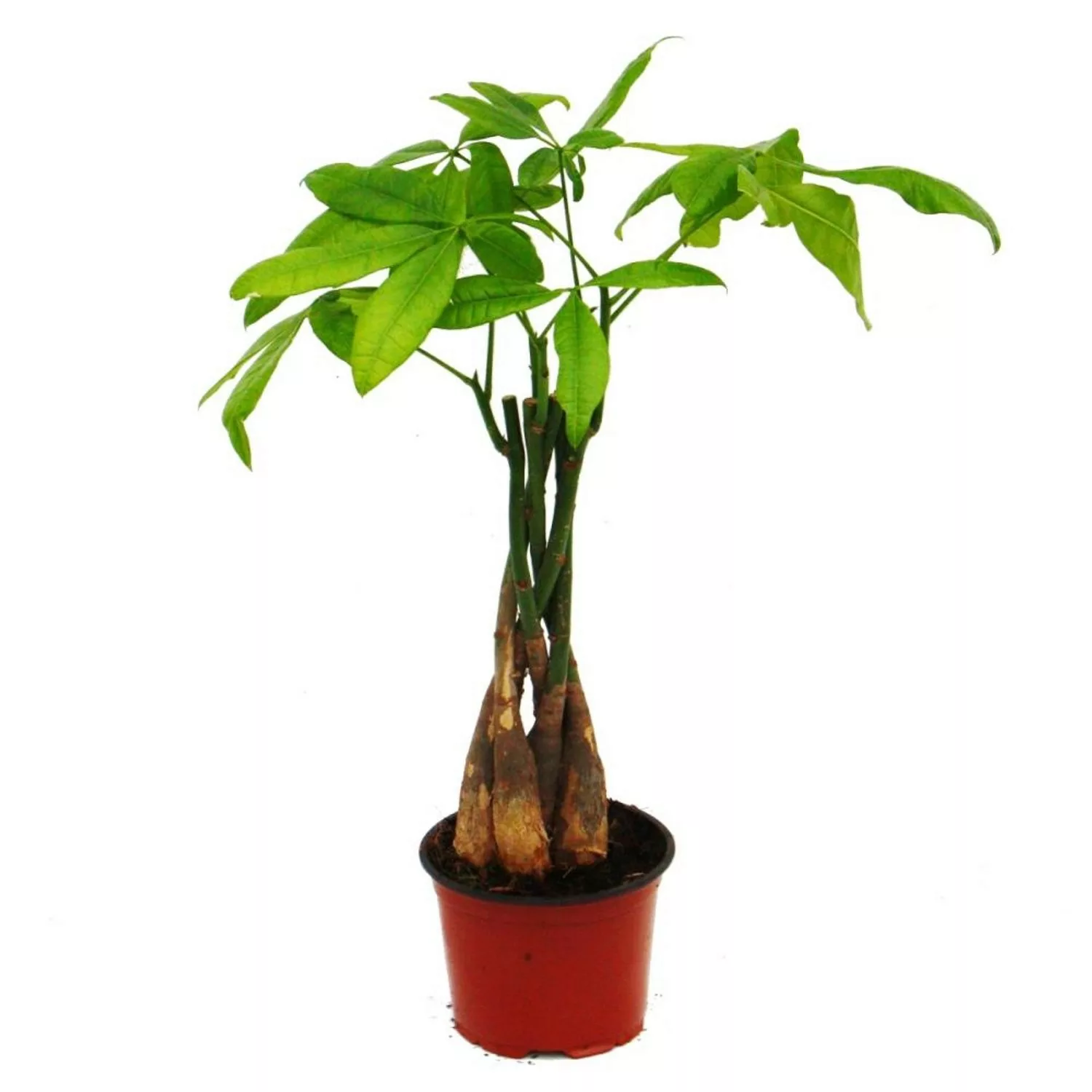 Exotenherz Pachira Aquatica Glückskastanie 12cm Topf günstig online kaufen