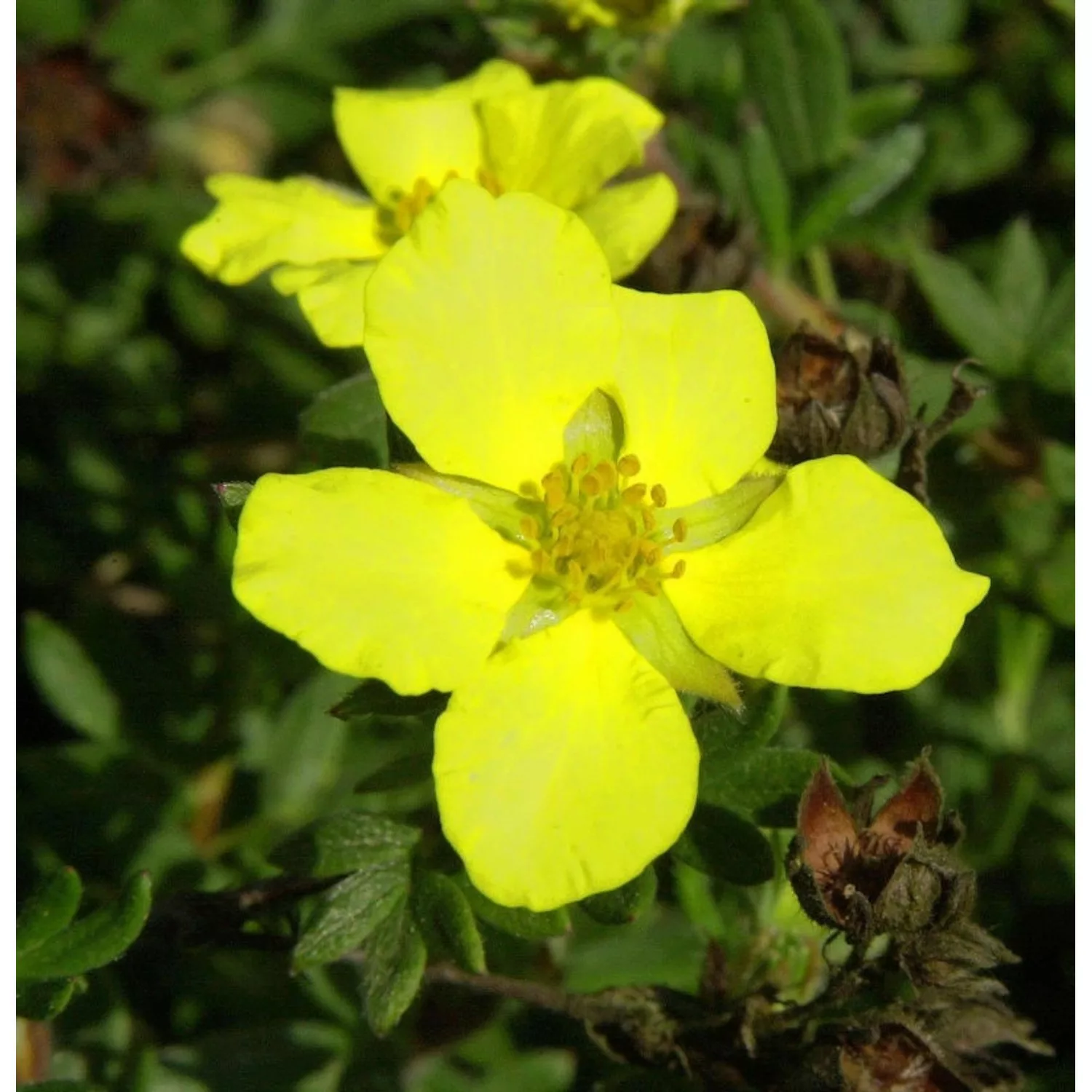 10x Kleiner Spierstrauch Longacre - Potentilla fruticosa günstig online kaufen