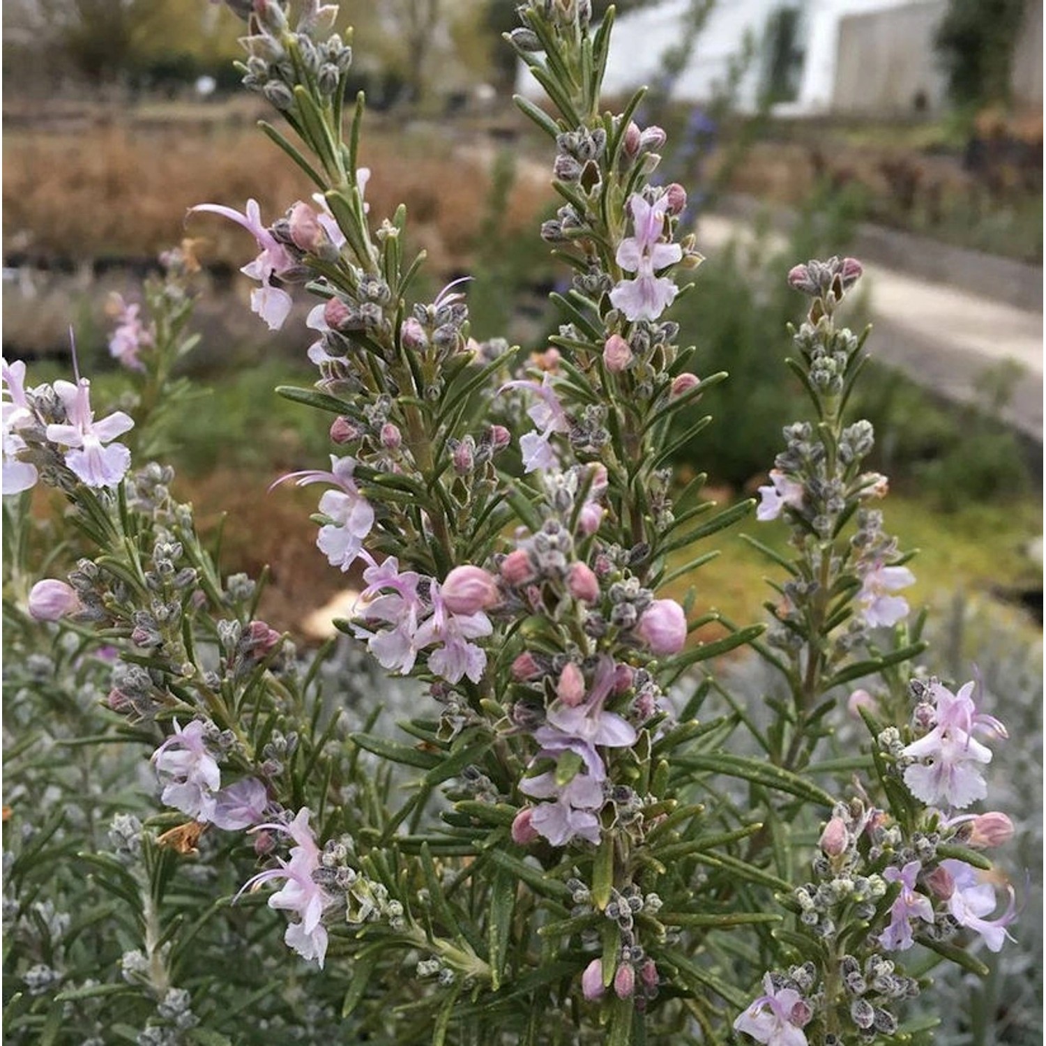 Rosmarin Arp - Rosmarinus officinalis günstig online kaufen