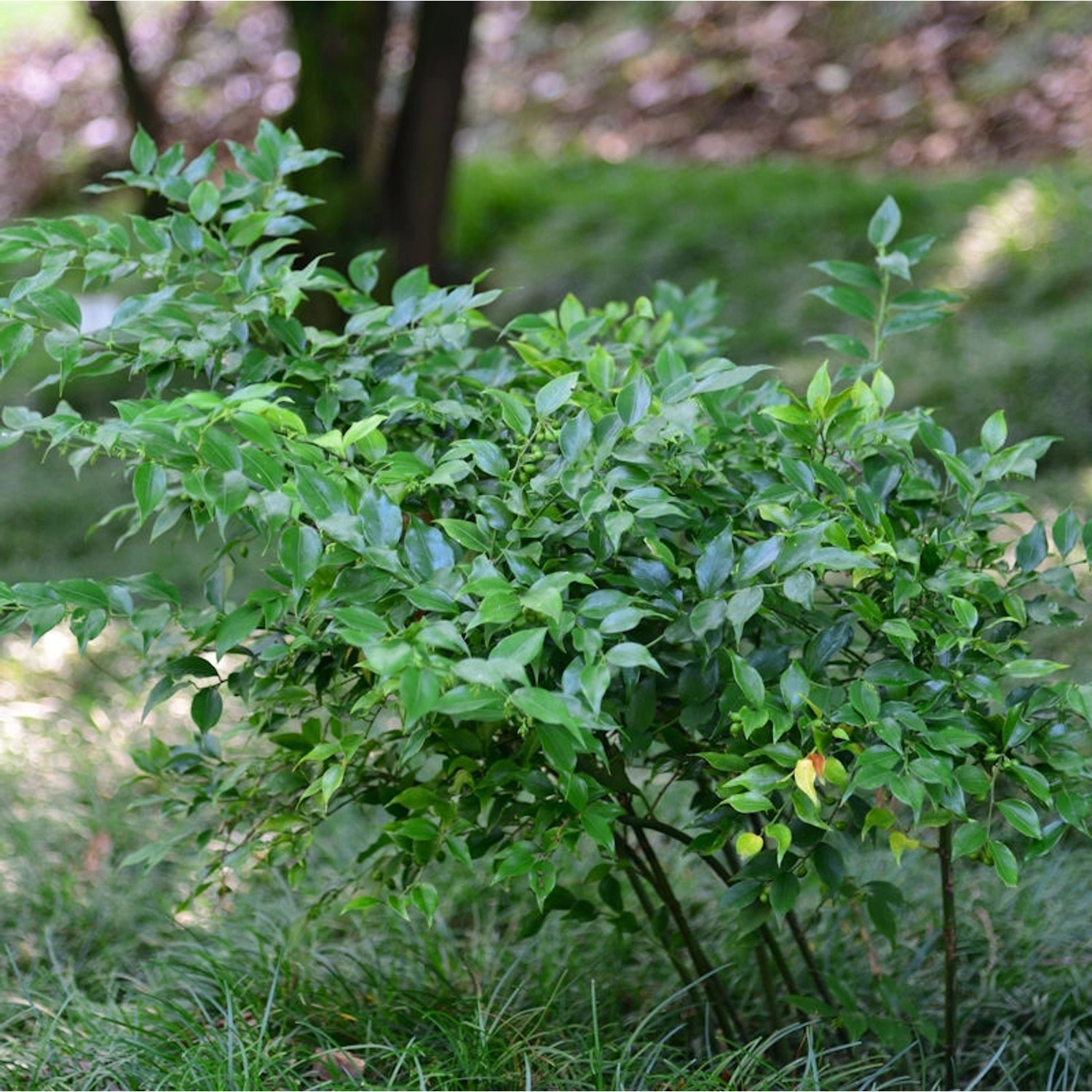 Mäusedornblättrige Fleischbeere 40-60cm - Sarcococca ruscifolia günstig online kaufen