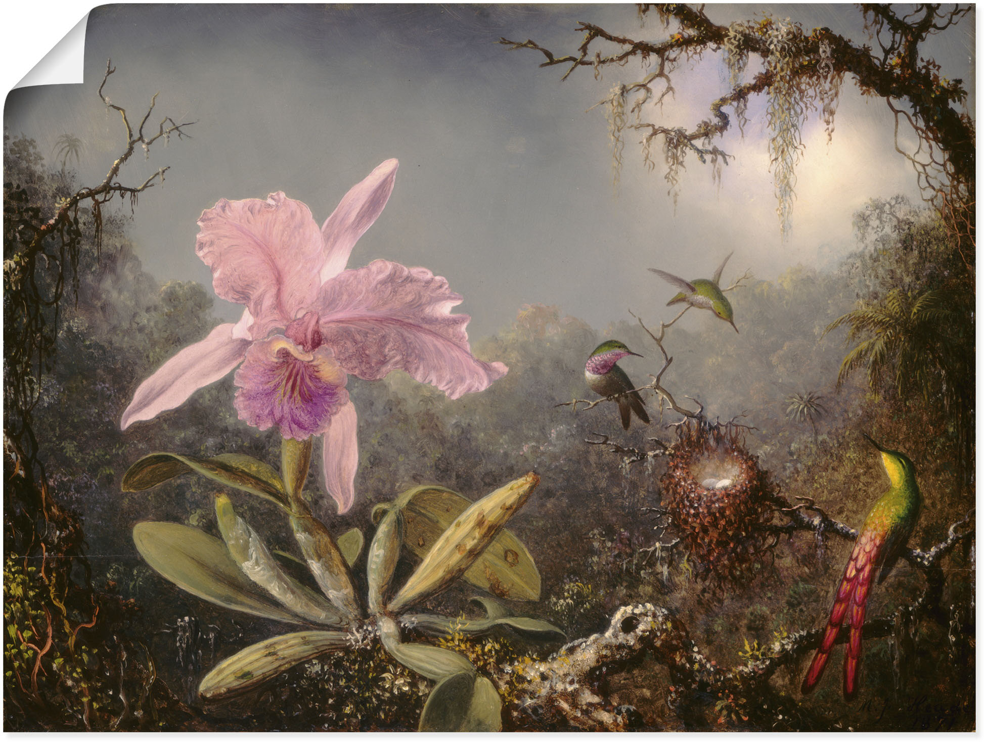 Artland Wandbild »Cattleya Orchidee und drei Kolibris.«, Blumenbilder, (1 S günstig online kaufen