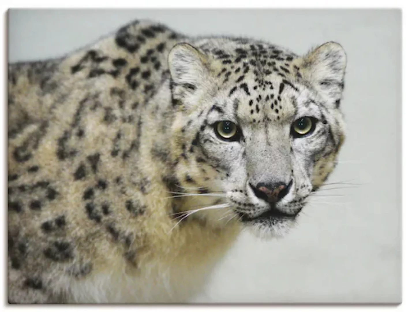 Artland Wandbild »Schneeleopard«, Wildtiere, (1 St.), als Alubild, Outdoorb günstig online kaufen