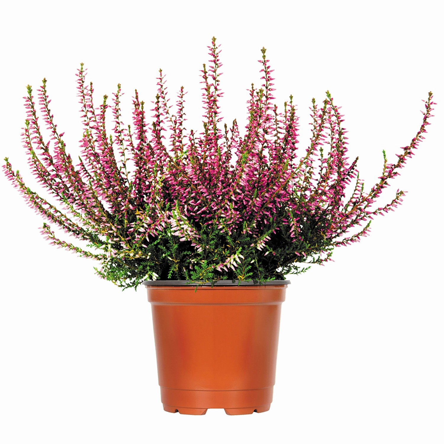 Besenheide Topf-Ø ca. 11 cm Calluna Vulgaris günstig online kaufen