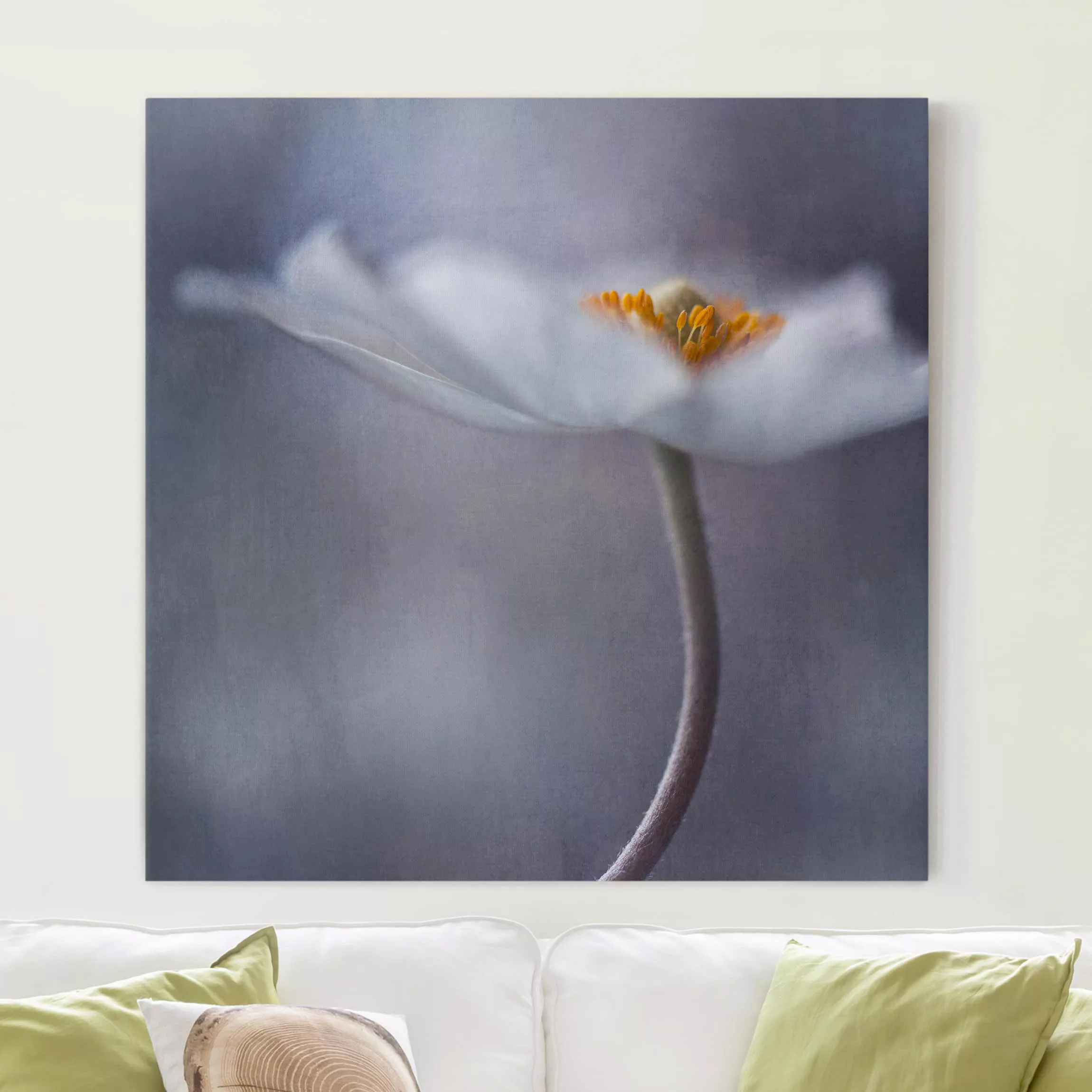 Leinwandbild Blumen - Quadrat Weiße Anemonenblüte günstig online kaufen